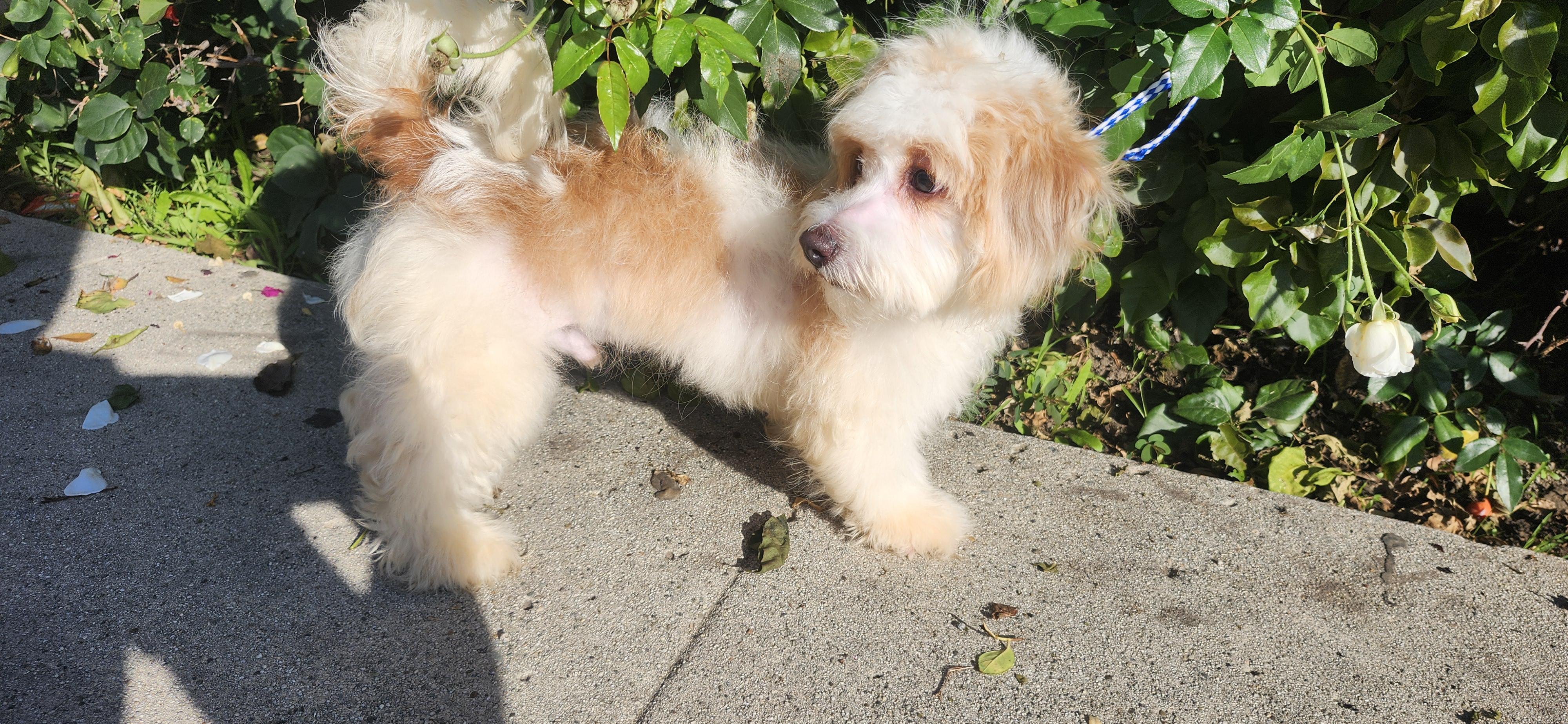 Snowie, a Adoptable Maltipoo in Torrance, CA image 1/4