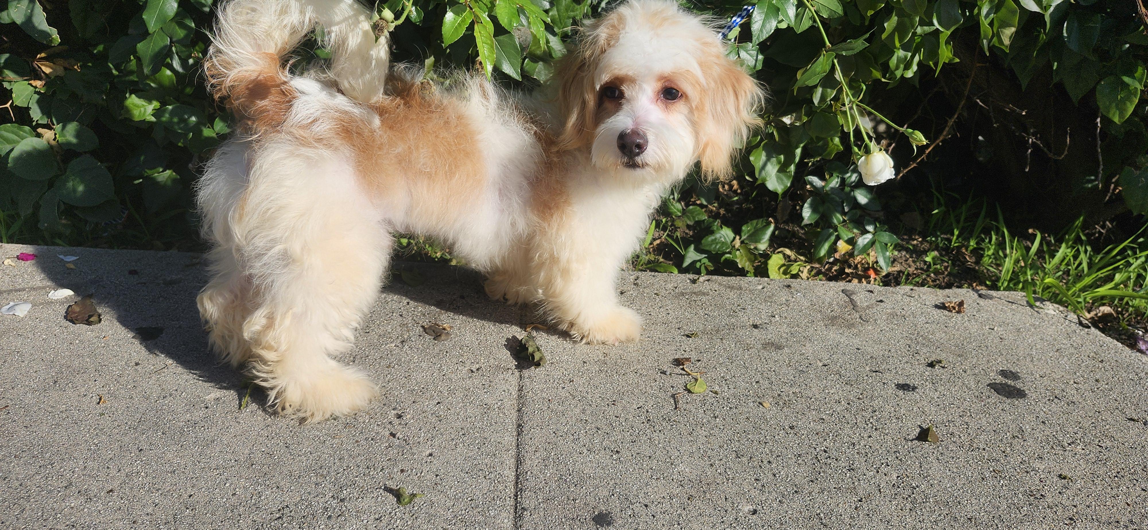 Snowie, a Adoptable Maltipoo in Torrance, CA image 2/4