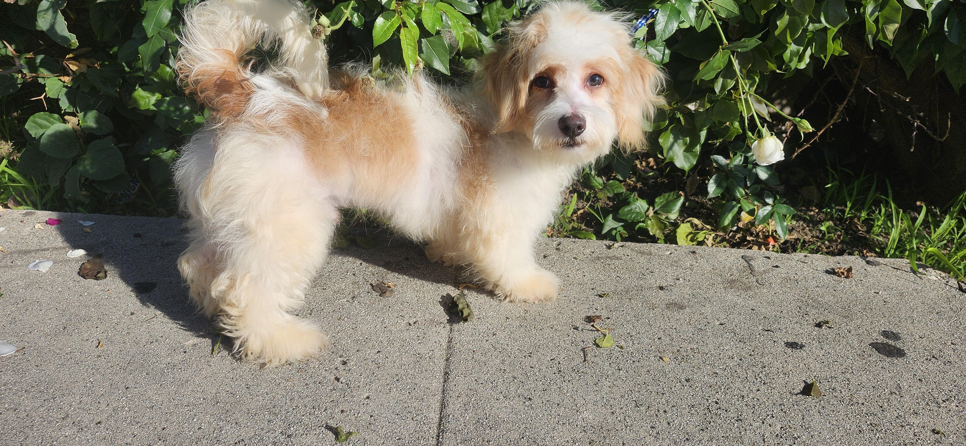 Snowie, a Adoptable Maltipoo in Torrance, CA image 3/4