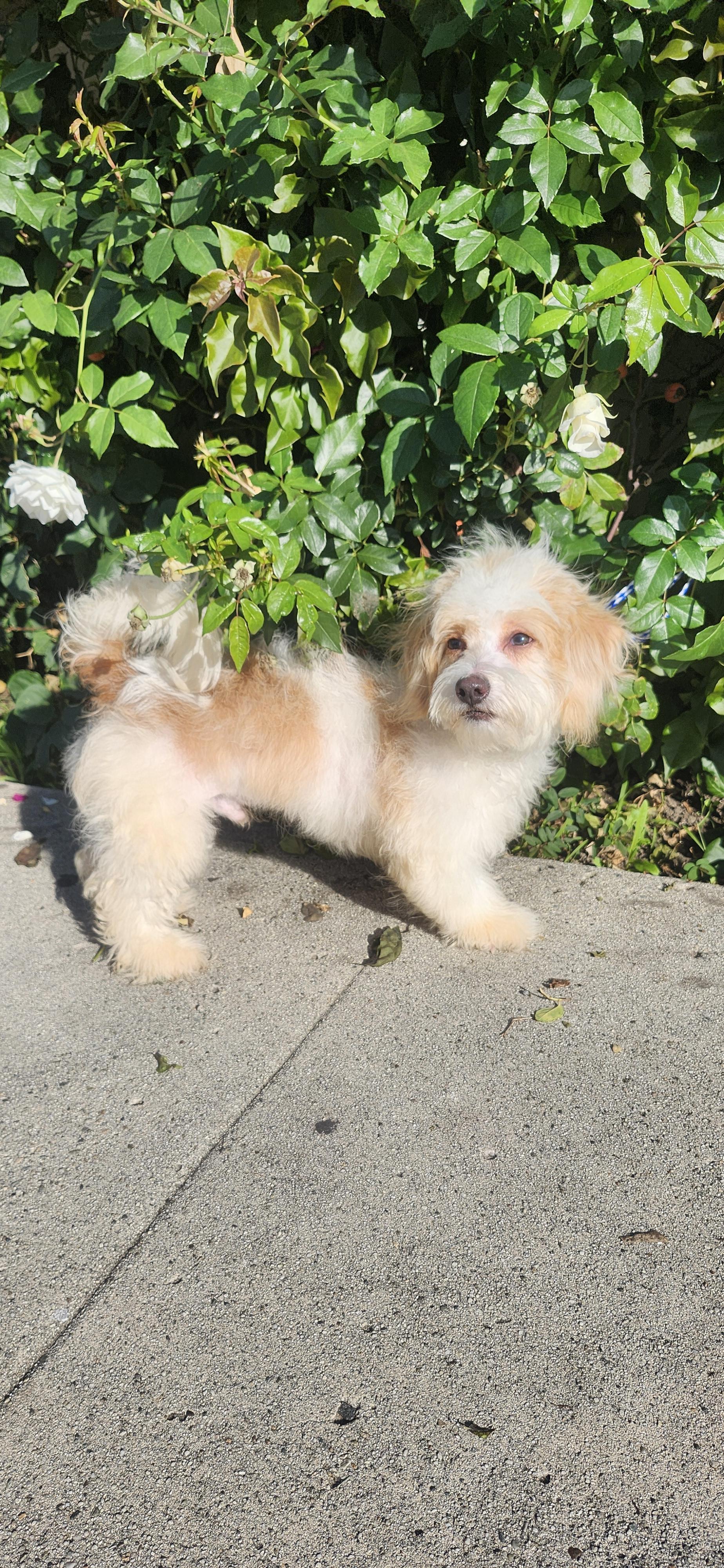 Snowie, a Adoptable Maltipoo in Torrance, CA image 4/4