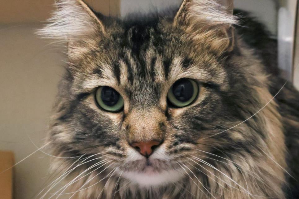 SOCKS, Adoptable, Adult Female Domestic Short Hair.