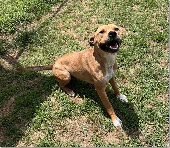 Mongo, a Adopted mixed breed in Blackstone, VA image 1/3