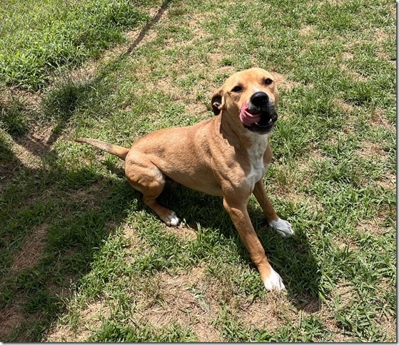 Mongo, a Adopted mixed breed in Blackstone, VA image 3/3