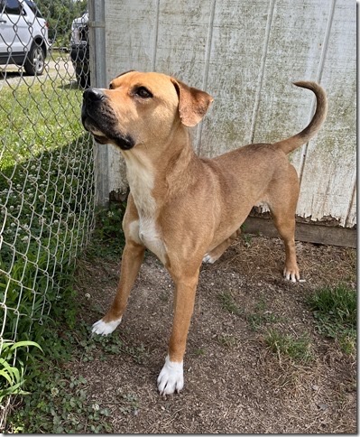 Mongo, a Adopted mixed breed in Blackstone, VA image 2/3