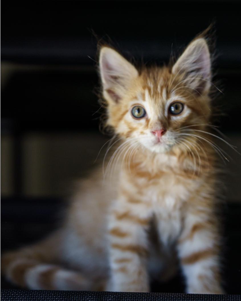 Simba, adopted, Kitten Male Maine Coon & Domestic Long Hair.