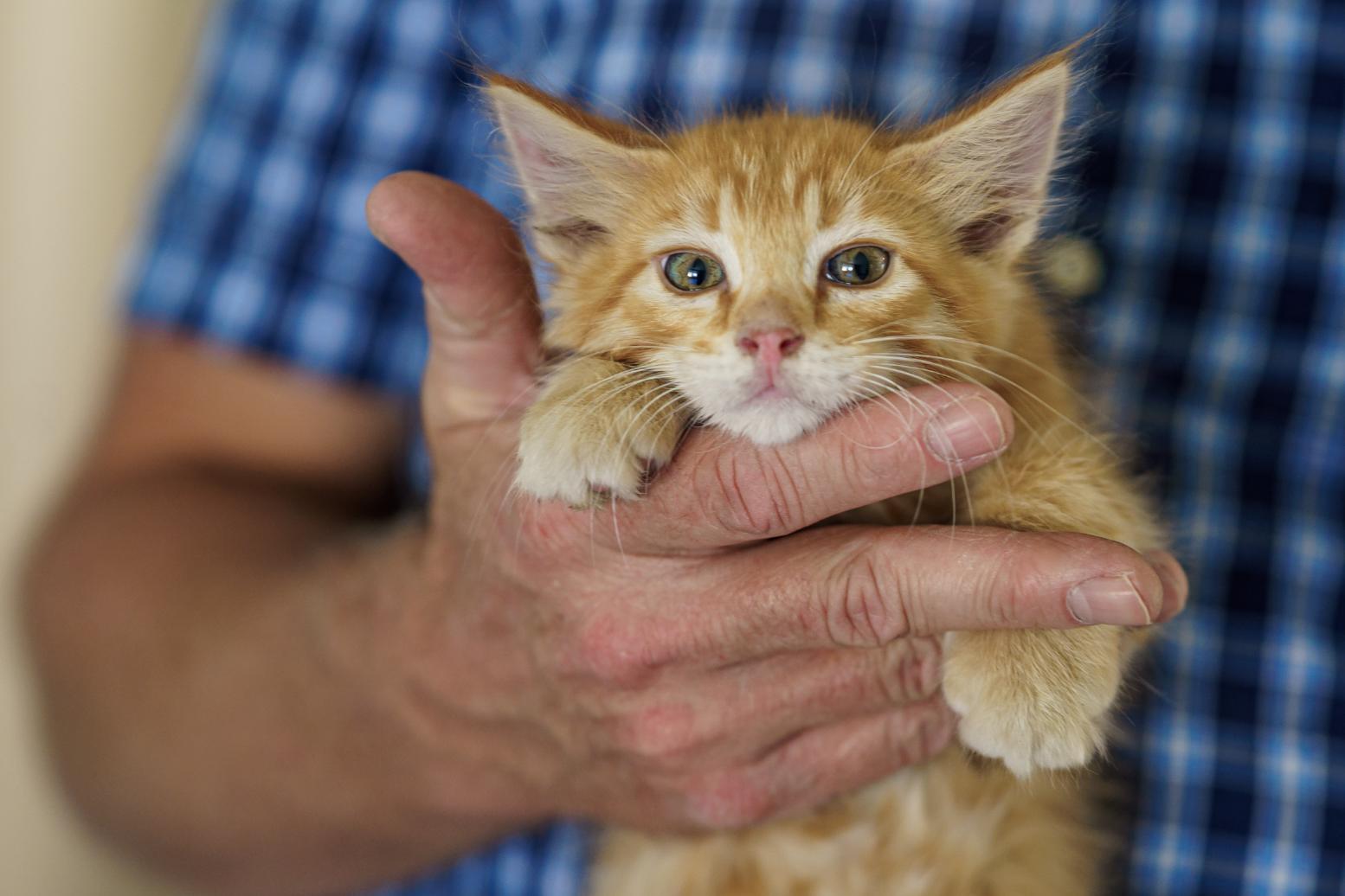 Enlarge Simba, an adopted mixed breed in Marble Falls, TX image 3/3