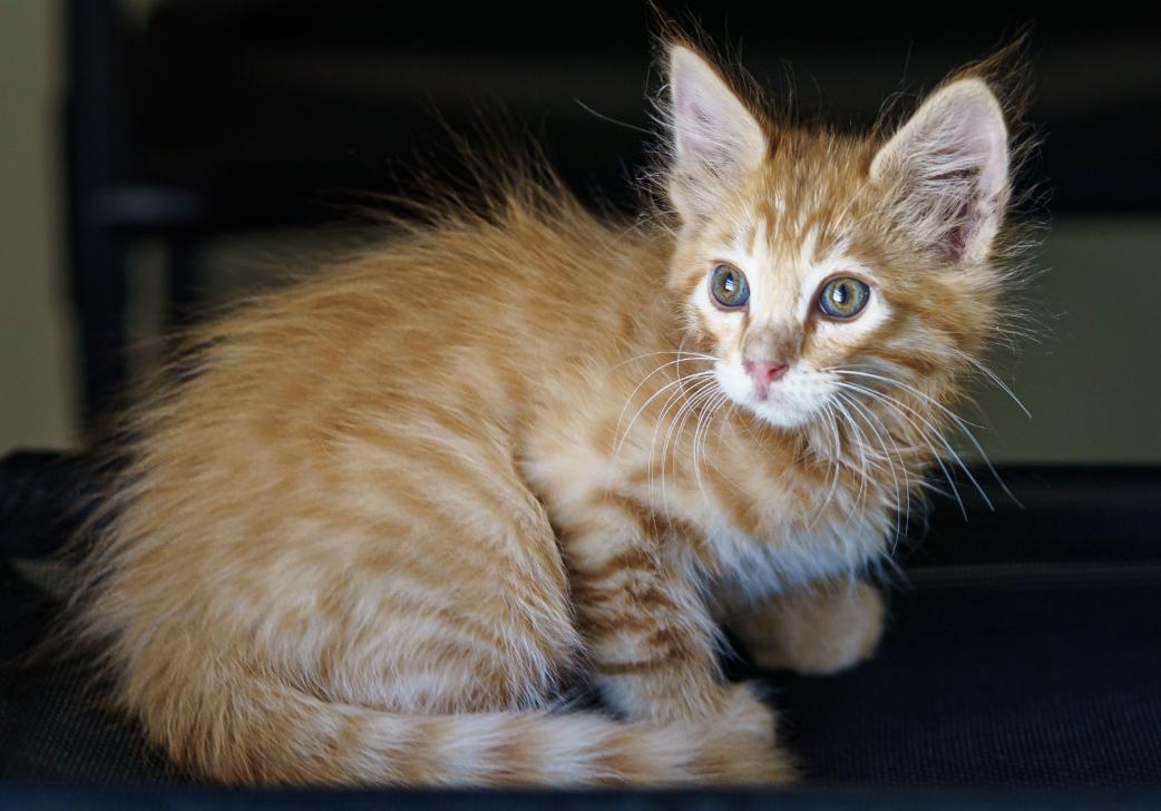 Enlarge Simba, an adopted mixed breed in Marble Falls, TX image 2/3