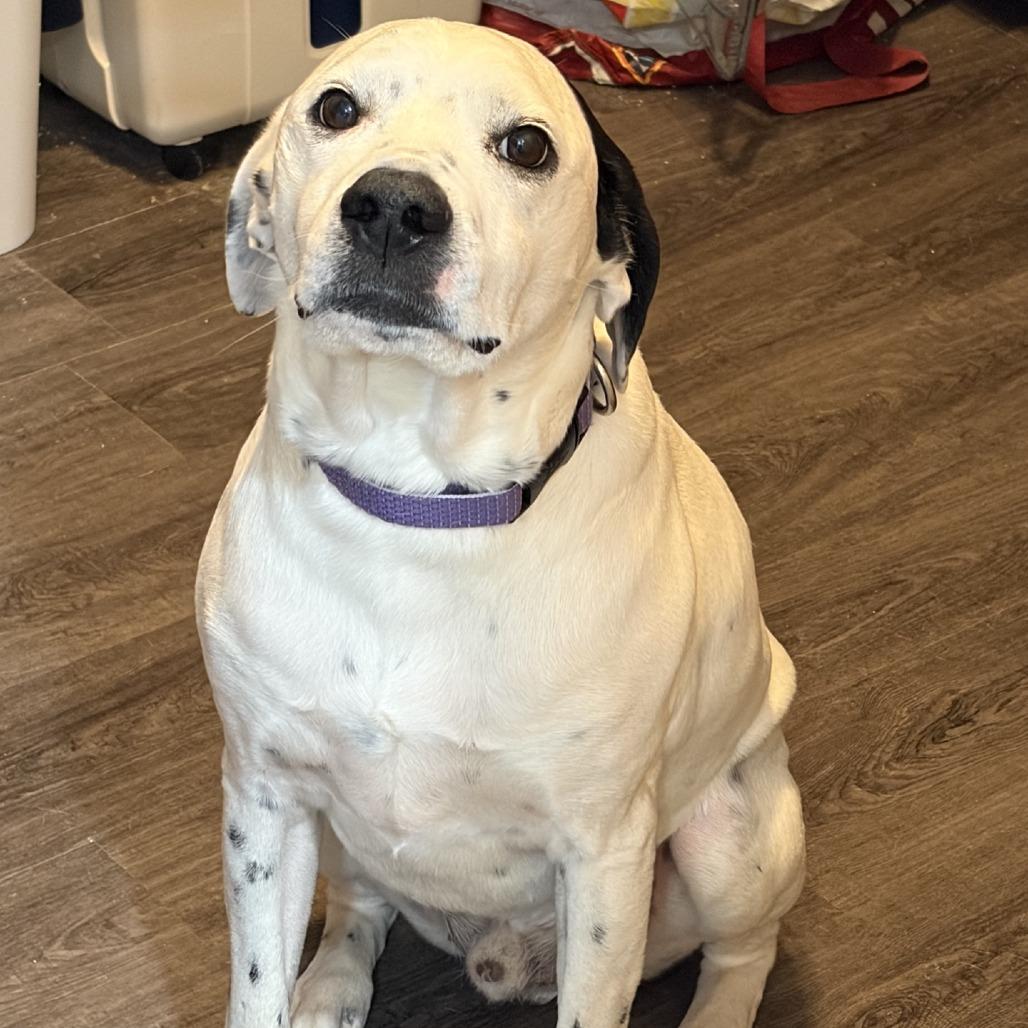 Enlarge Dexter, a Adoptable mixed breed in Kansas City, MO image 1/6