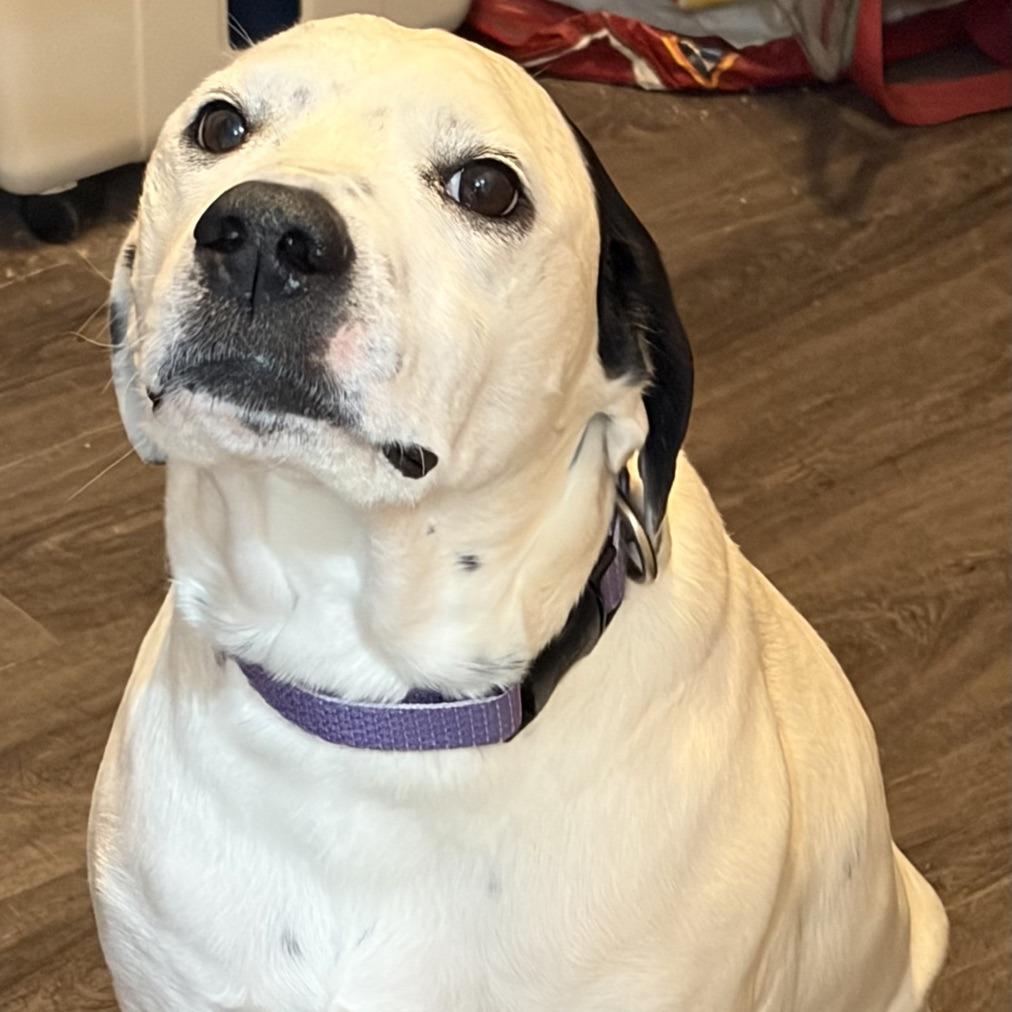 Enlarge Dexter, a Adoptable mixed breed in Kansas City, MO image 2/6
