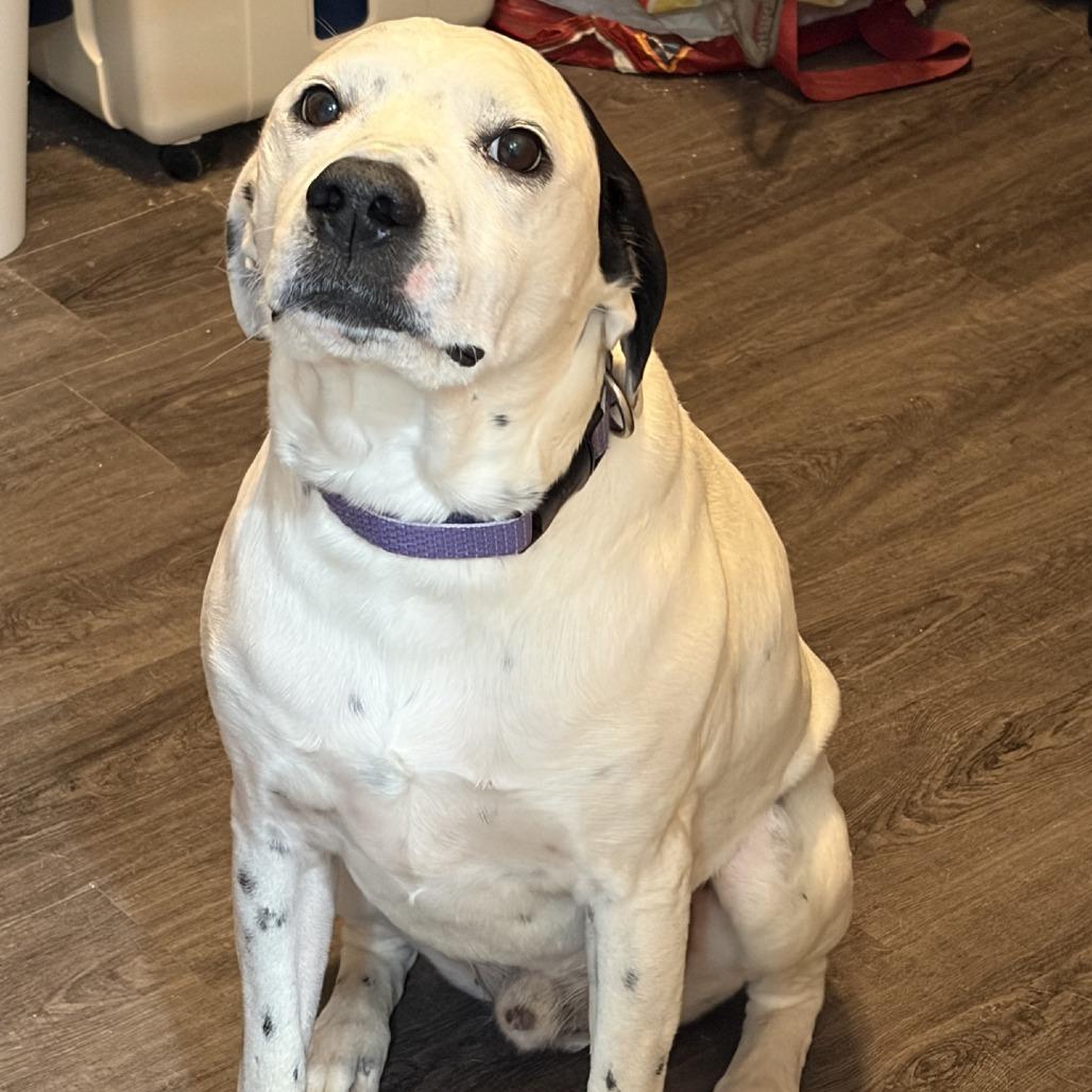 Enlarge Dexter, a Adoptable mixed breed in Kansas City, MO image 3/6