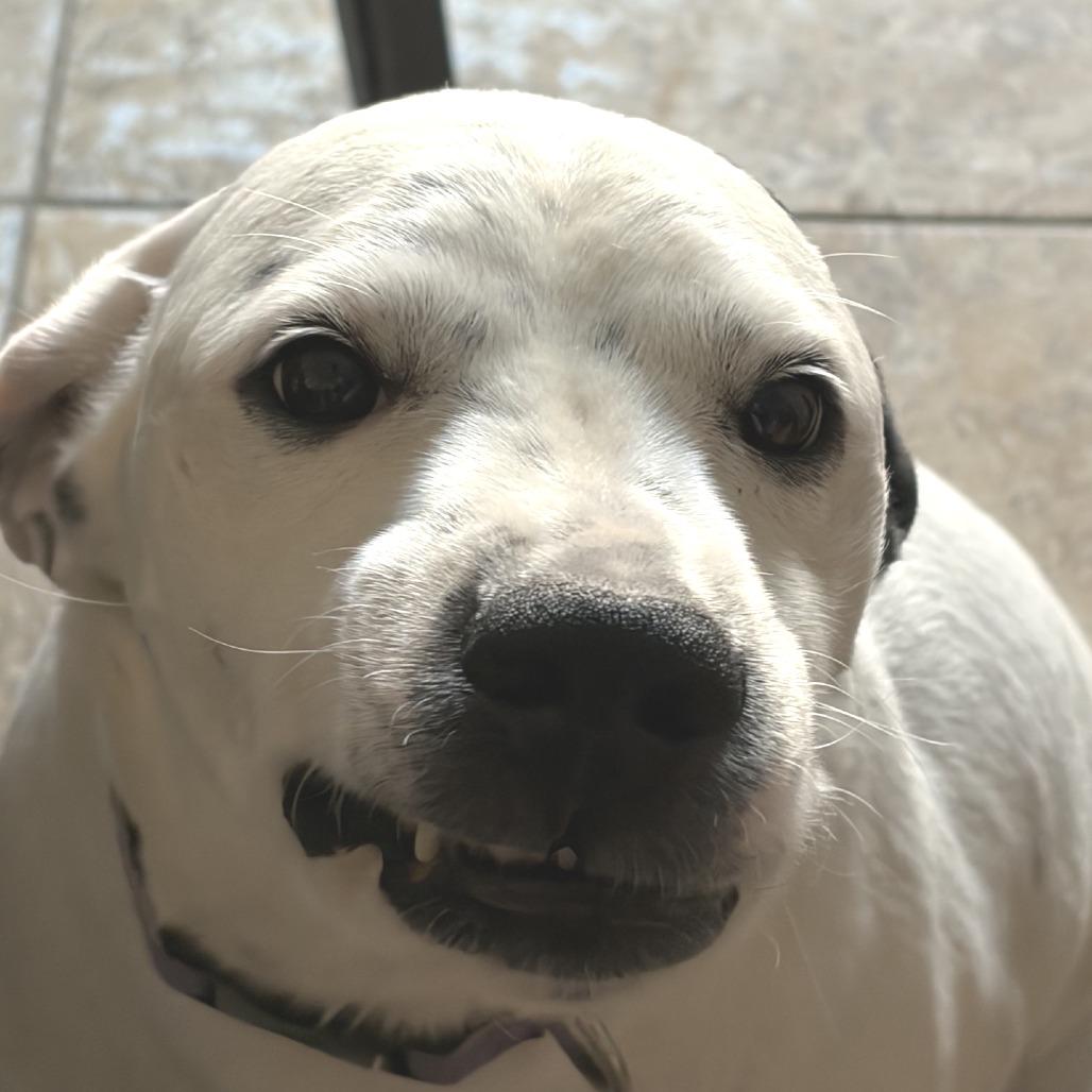 Enlarge Dexter, a Adoptable mixed breed in Kansas City, MO image 4/6