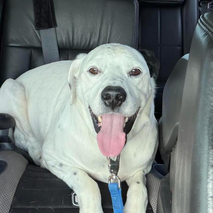 Enlarge Dexter, a Adoptable mixed breed in Kansas City, MO image 5/6