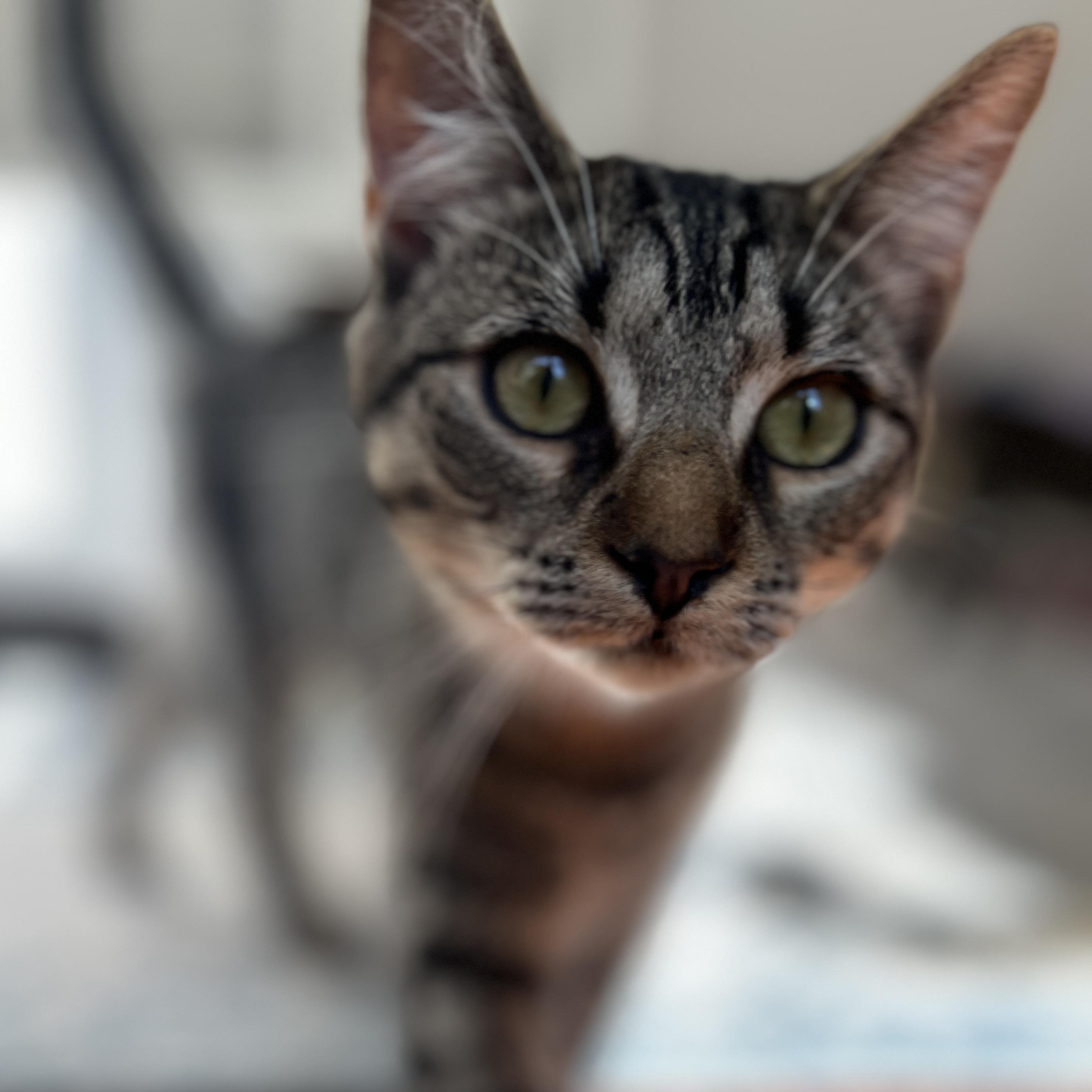 Enlarge Piper, a Adoptable Domestic Short Hair in New Bern, NC image 4/4