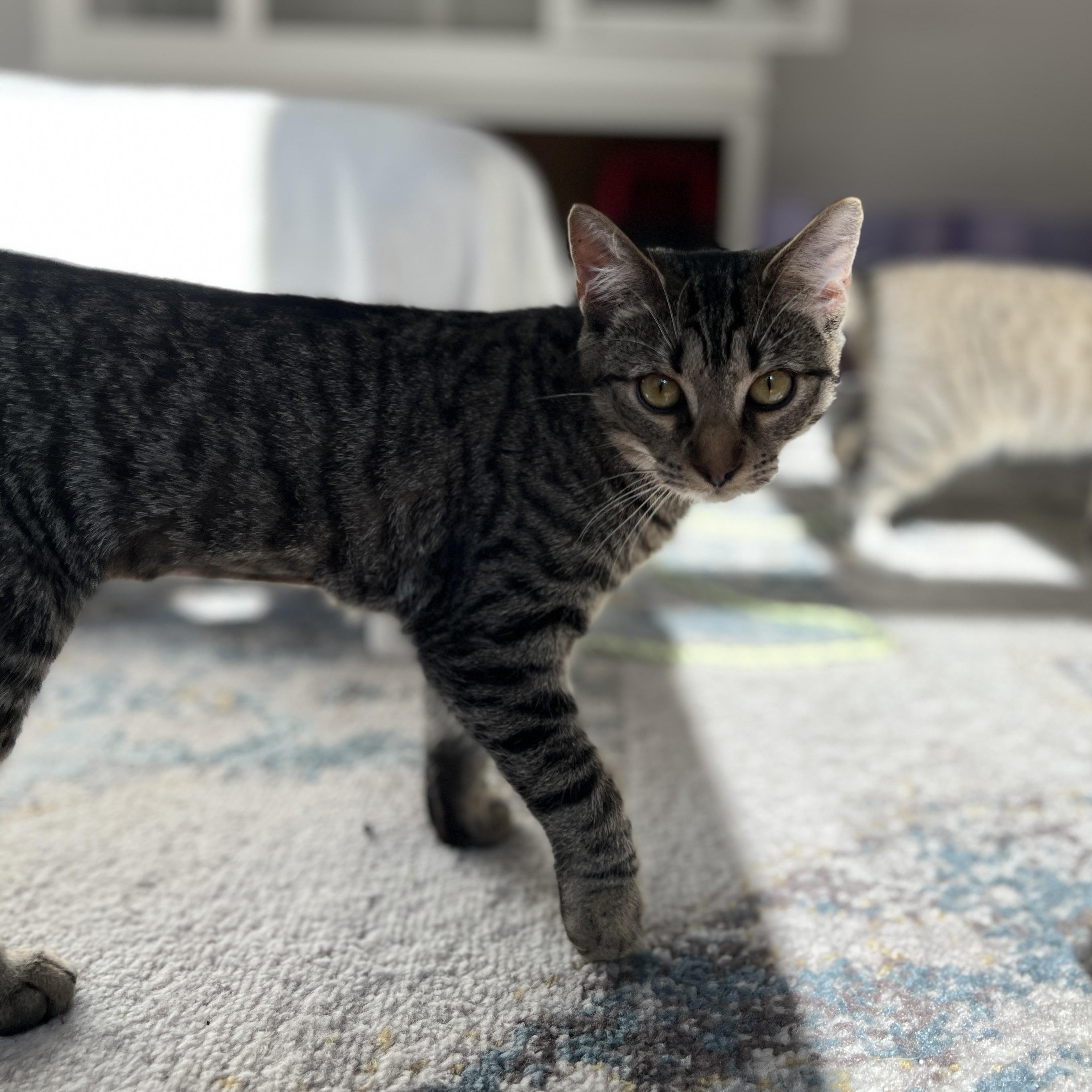 Enlarge Piper, a Adoptable Domestic Short Hair in New Bern, NC image 3/4