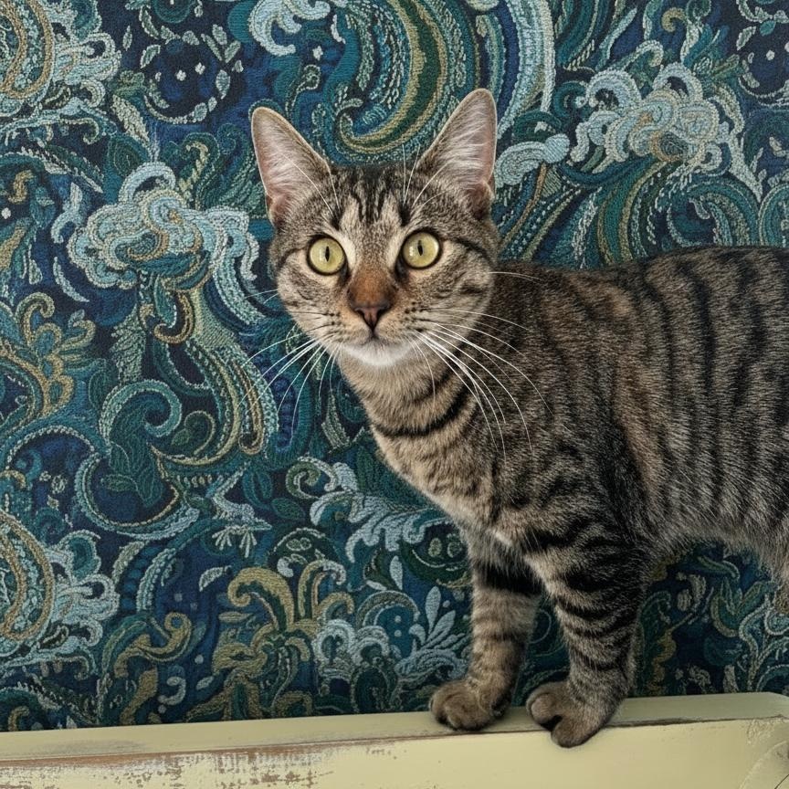 Piper, Adoptable, Kitten Female Domestic Short Hair.