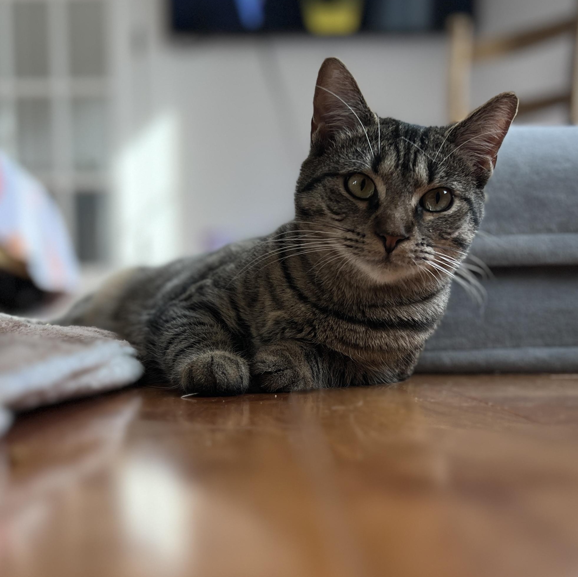 Piper, Adoptable, Kitten Female Domestic Short Hair.