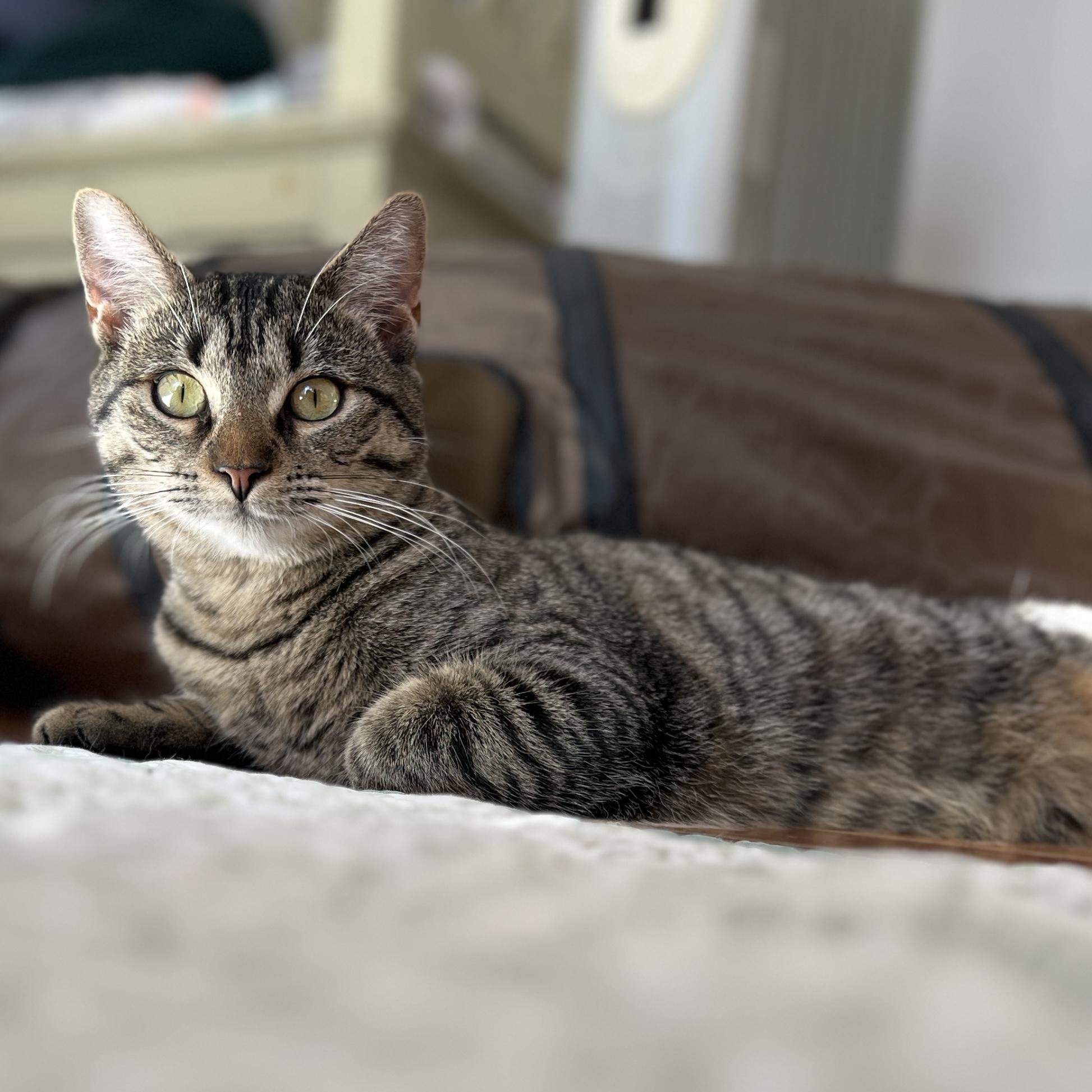 Piper, Adoptable, Kitten Female Domestic Short Hair.