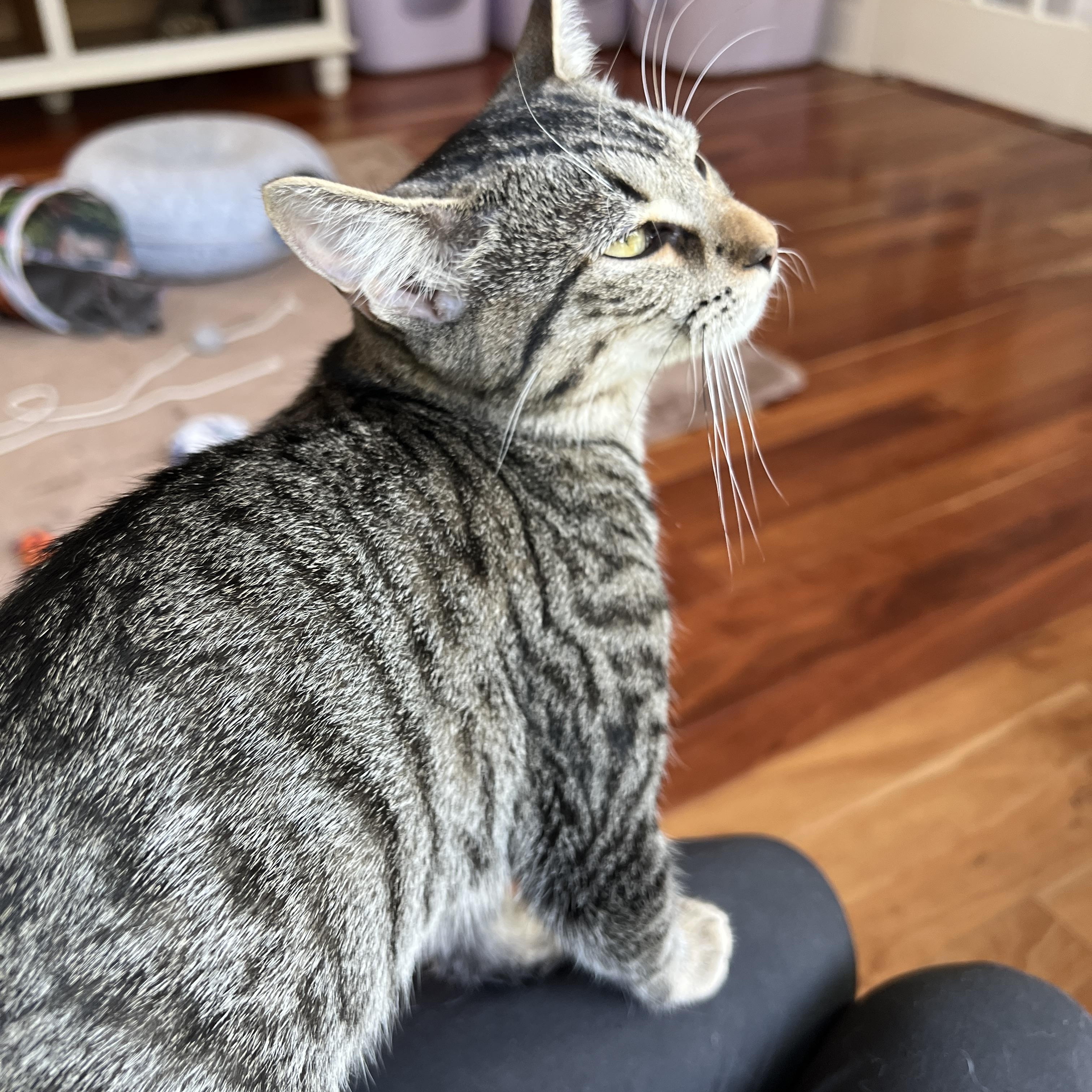 Piper, Adoptable, Kitten Female Domestic Short Hair.