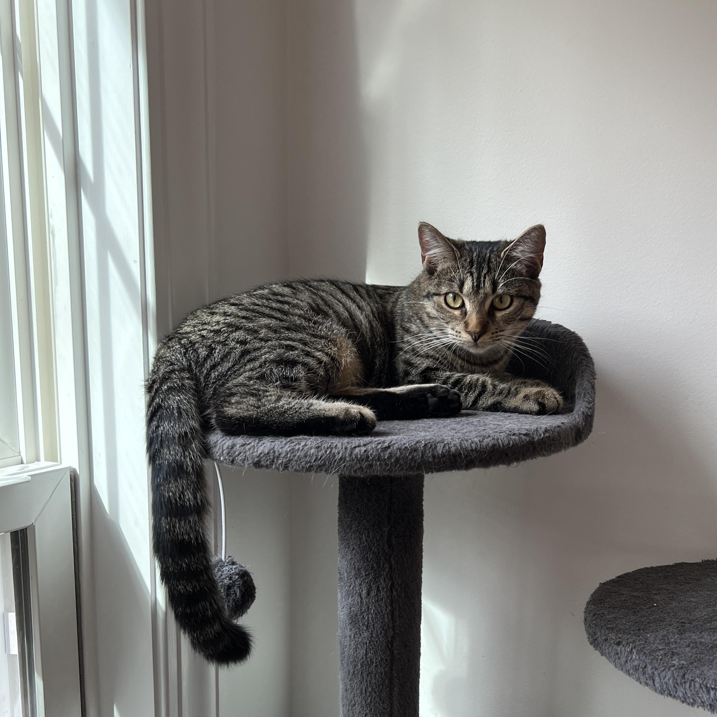 Enlarge Piper, a Adoptable Domestic Short Hair in New Bern, NC image 1/4