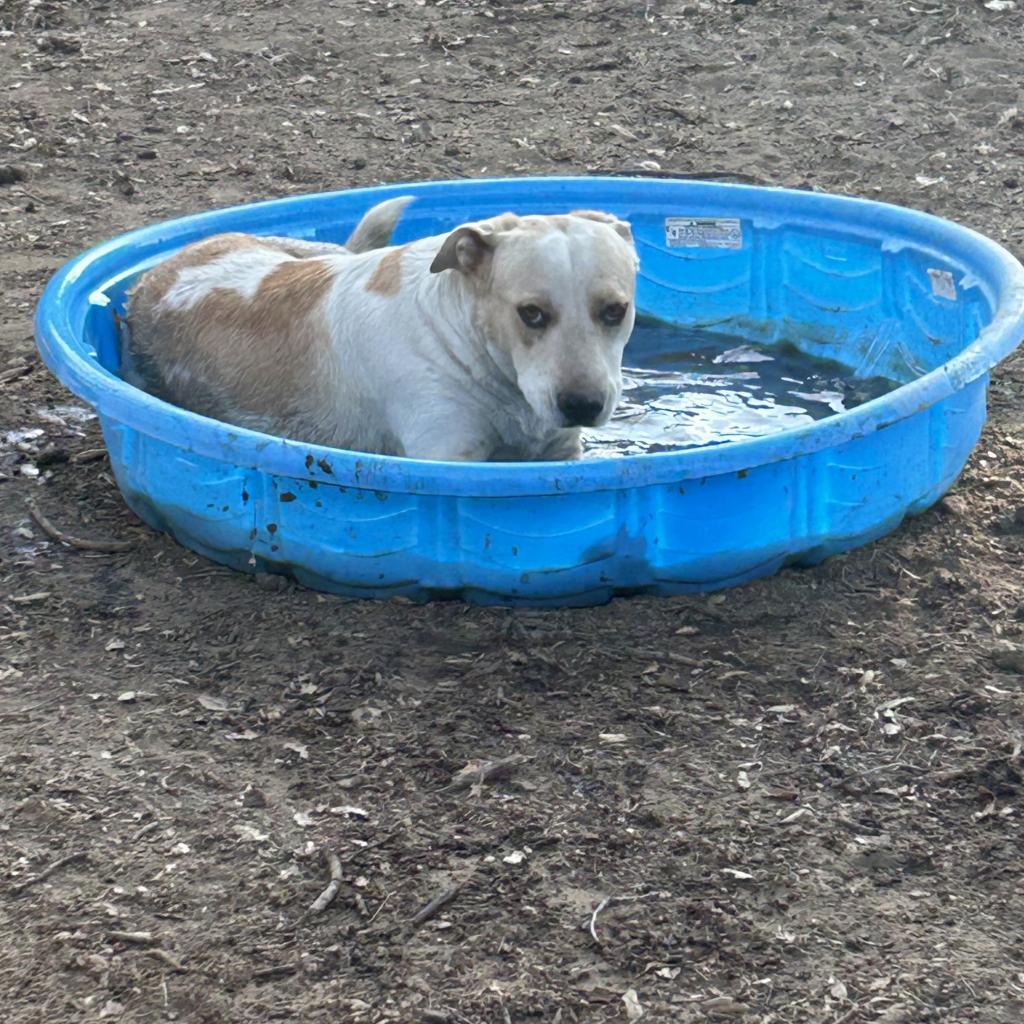 Enlarge Folsom, a Adoptable Mixed Breed in Hemet, CA image 1/6