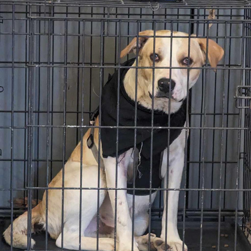 Enlarge Folsom, a Adoptable Mixed Breed in Hemet, CA image 3/6