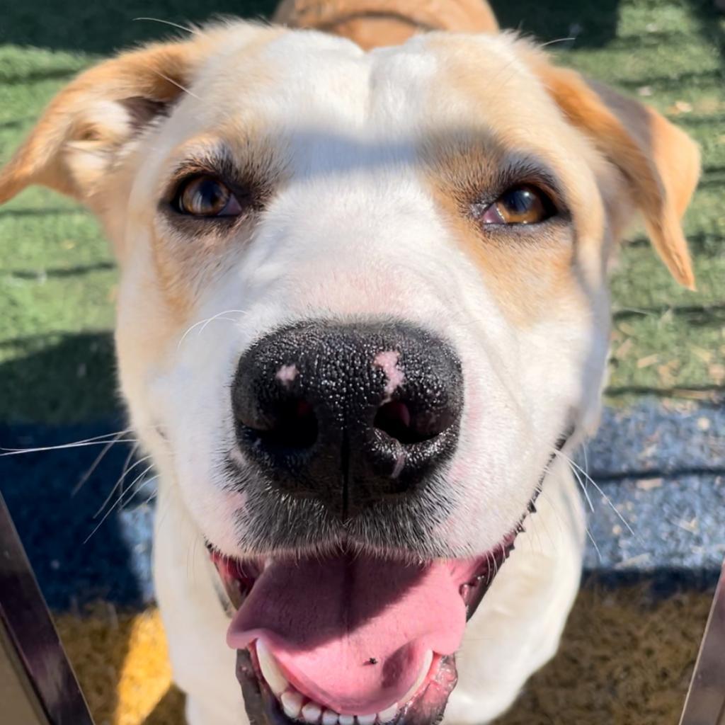 Enlarge Folsom, a Adoptable Mixed Breed in Hemet, CA image 4/6