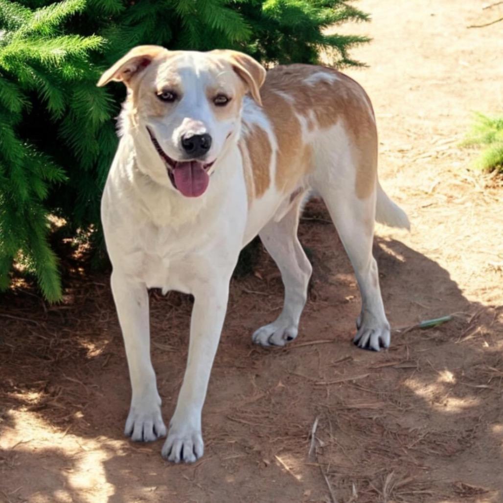 Enlarge Folsom, a Adoptable Mixed Breed in Hemet, CA image 5/6