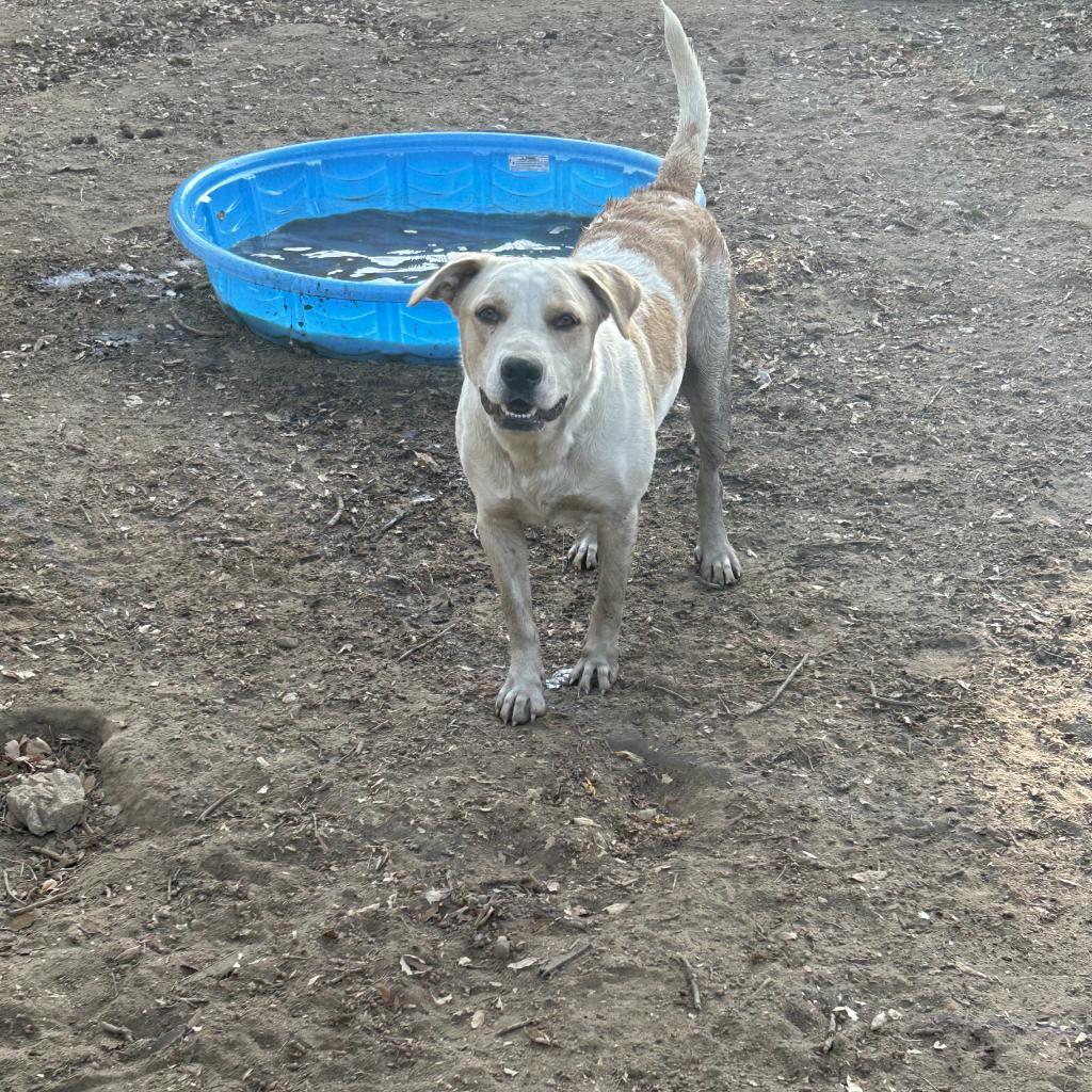 Enlarge Folsom, a Adoptable Mixed Breed in Hemet, CA image 6/6