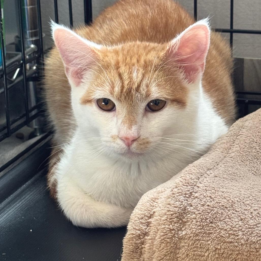 Chili, Adoptable, Young Male Domestic Short Hair.