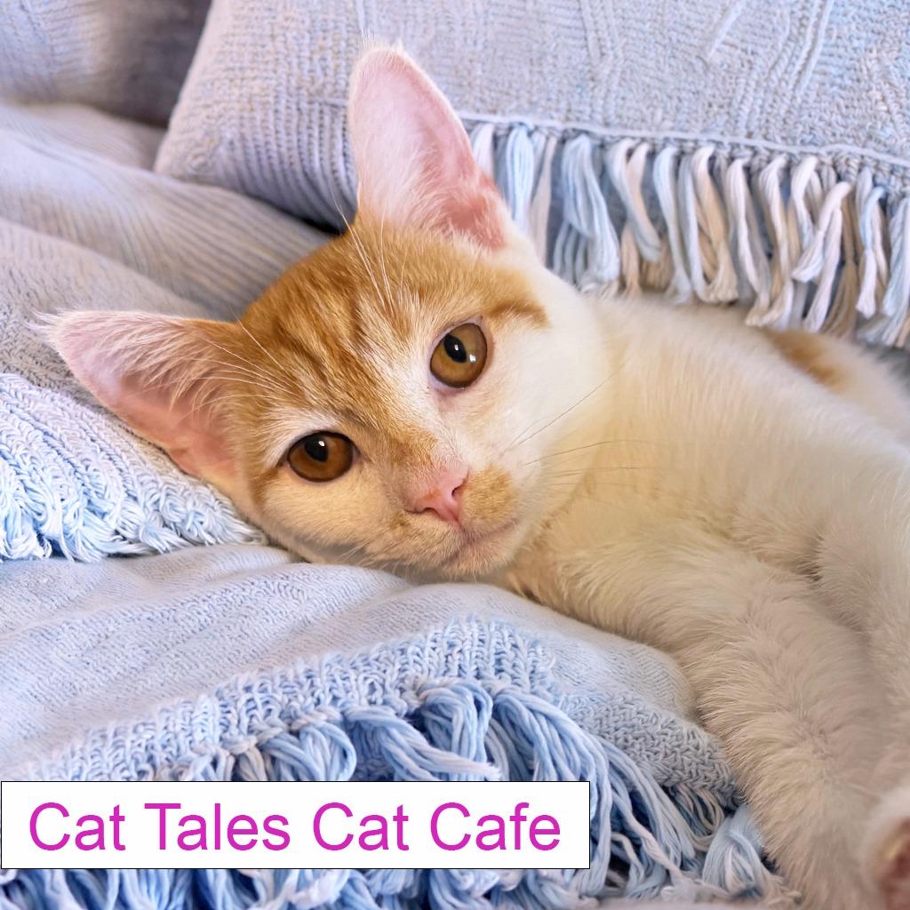 Enlarge Chili, a Adoptable Domestic Short Hair in Chapel Hill, NC image 2/4