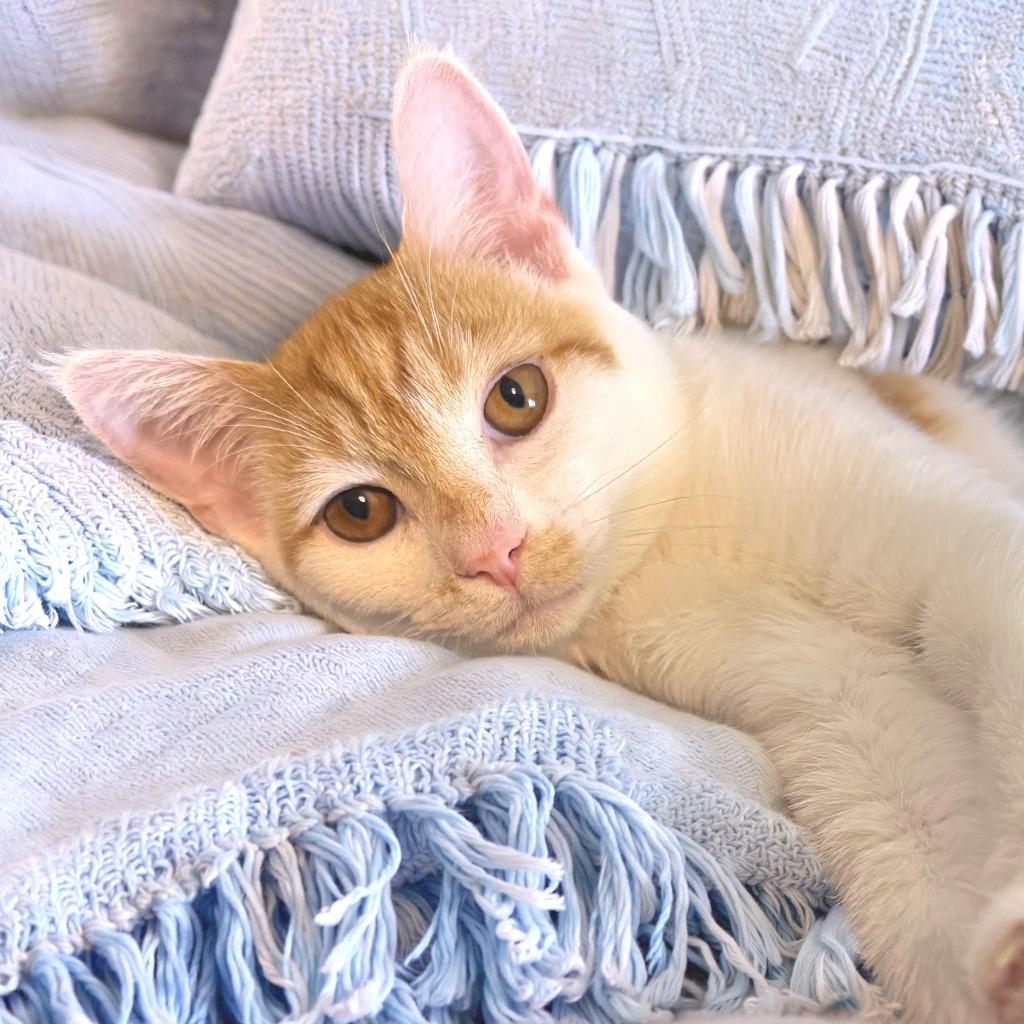 Enlarge Chili, a Adoptable Domestic Short Hair in Chapel Hill, NC image 3/4