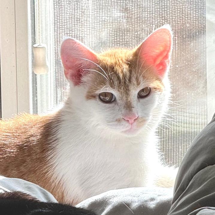 Enlarge Chili, a Adoptable Domestic Short Hair in Chapel Hill, NC image 4/4