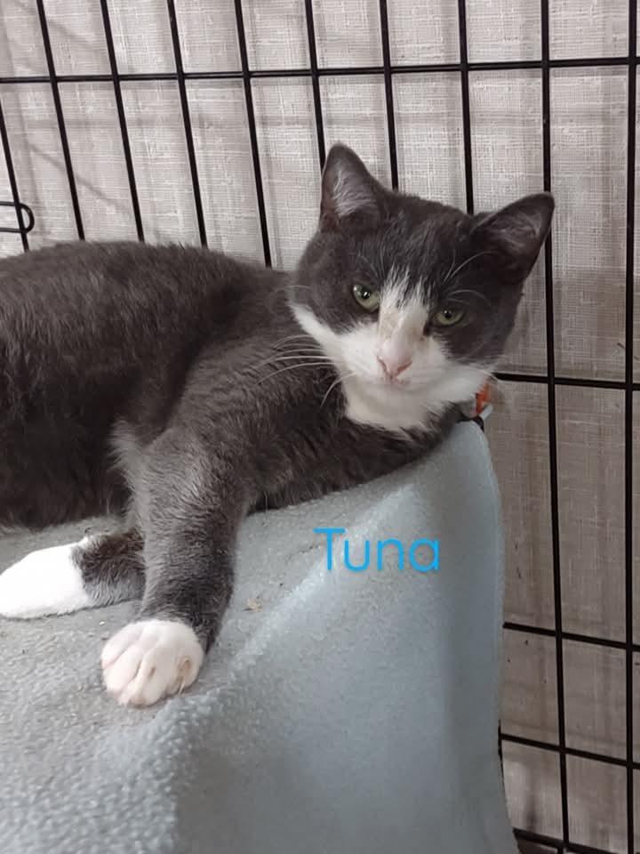 Tuna, Adoptable, Young Male Domestic Short Hair.