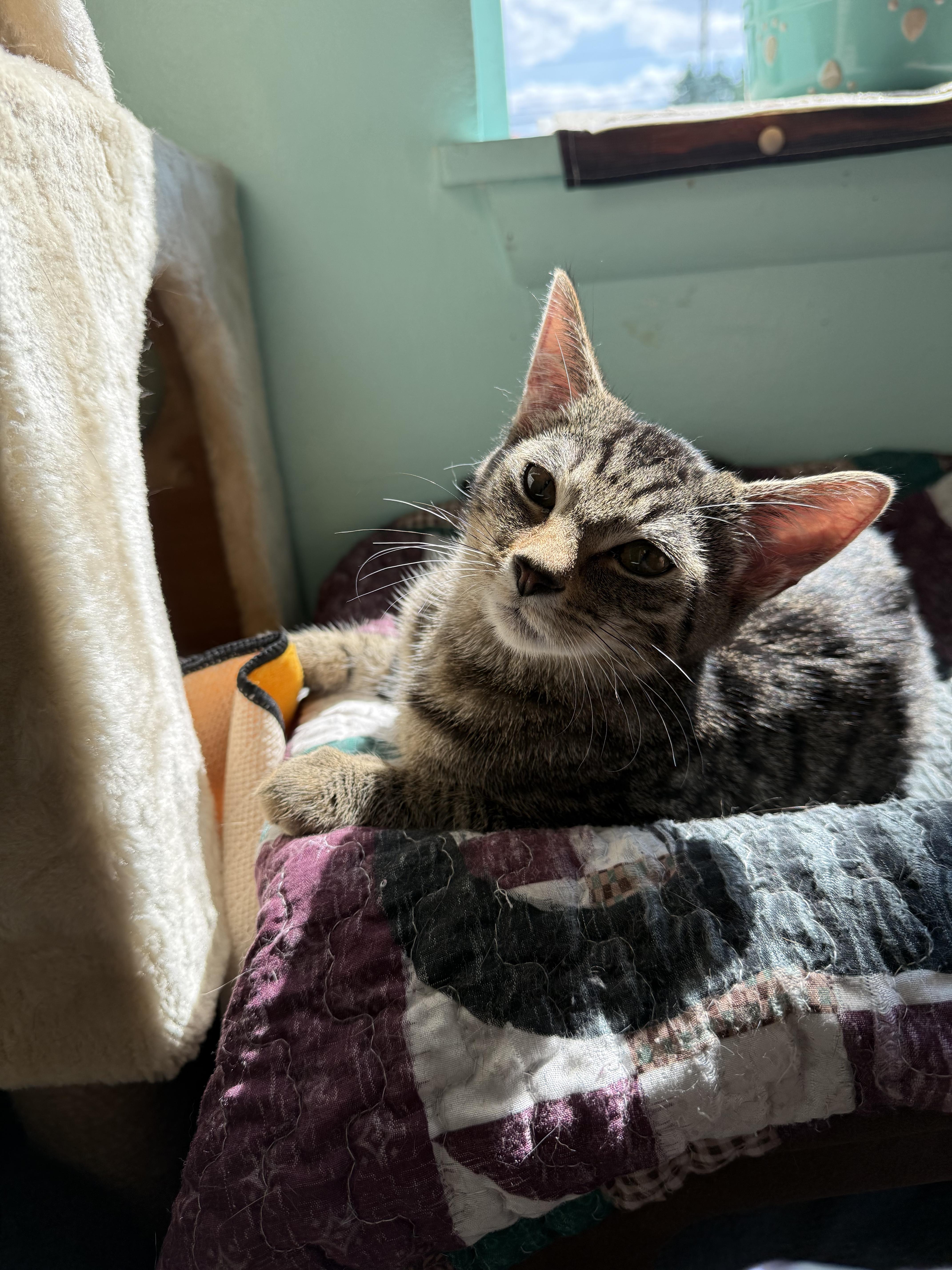 Enlarge Jack, a Adopted Domestic Short Hair in Penfield, NY image 3/5