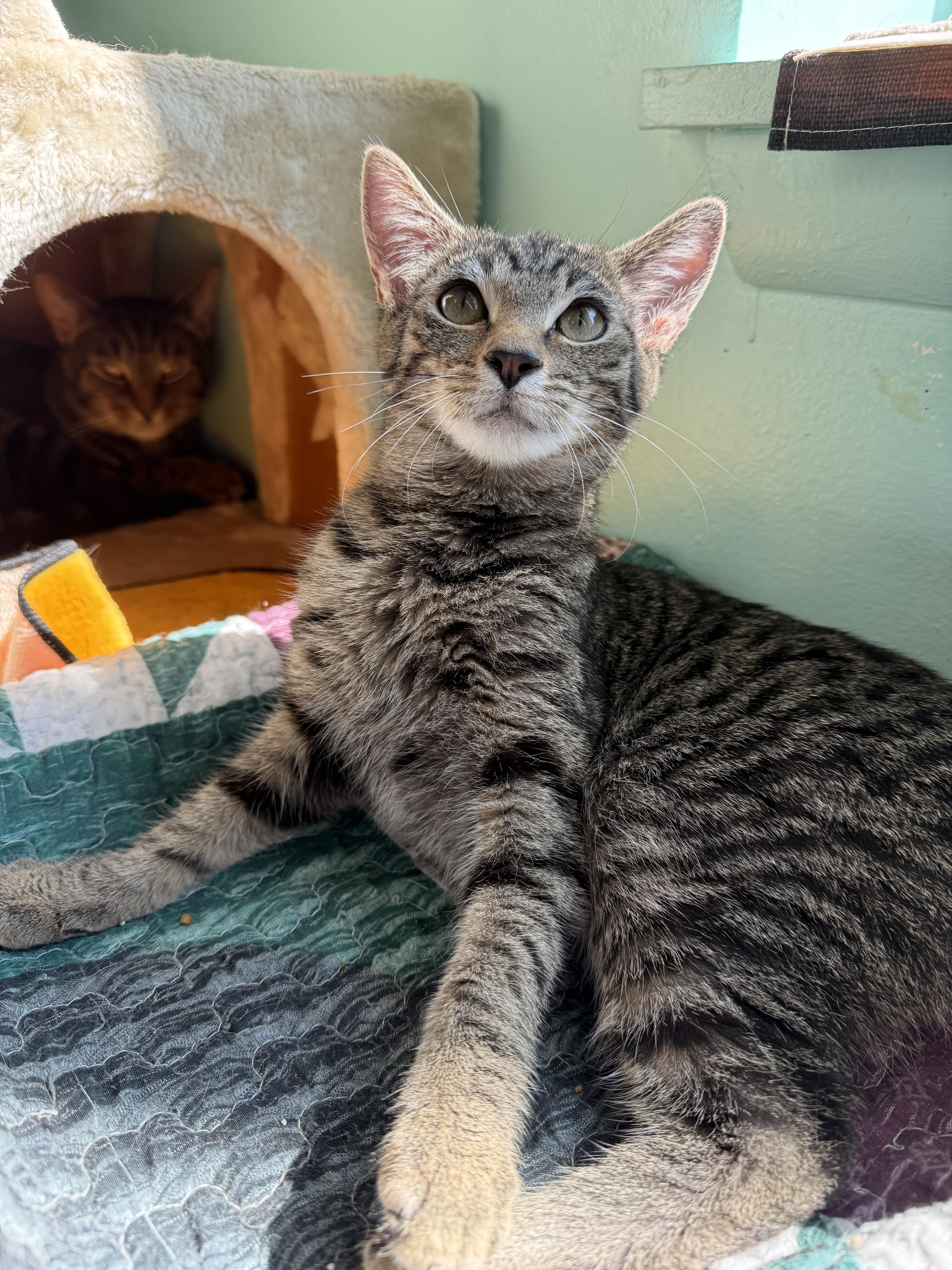 Enlarge Jack, a Adopted Domestic Short Hair in Penfield, NY image 4/5