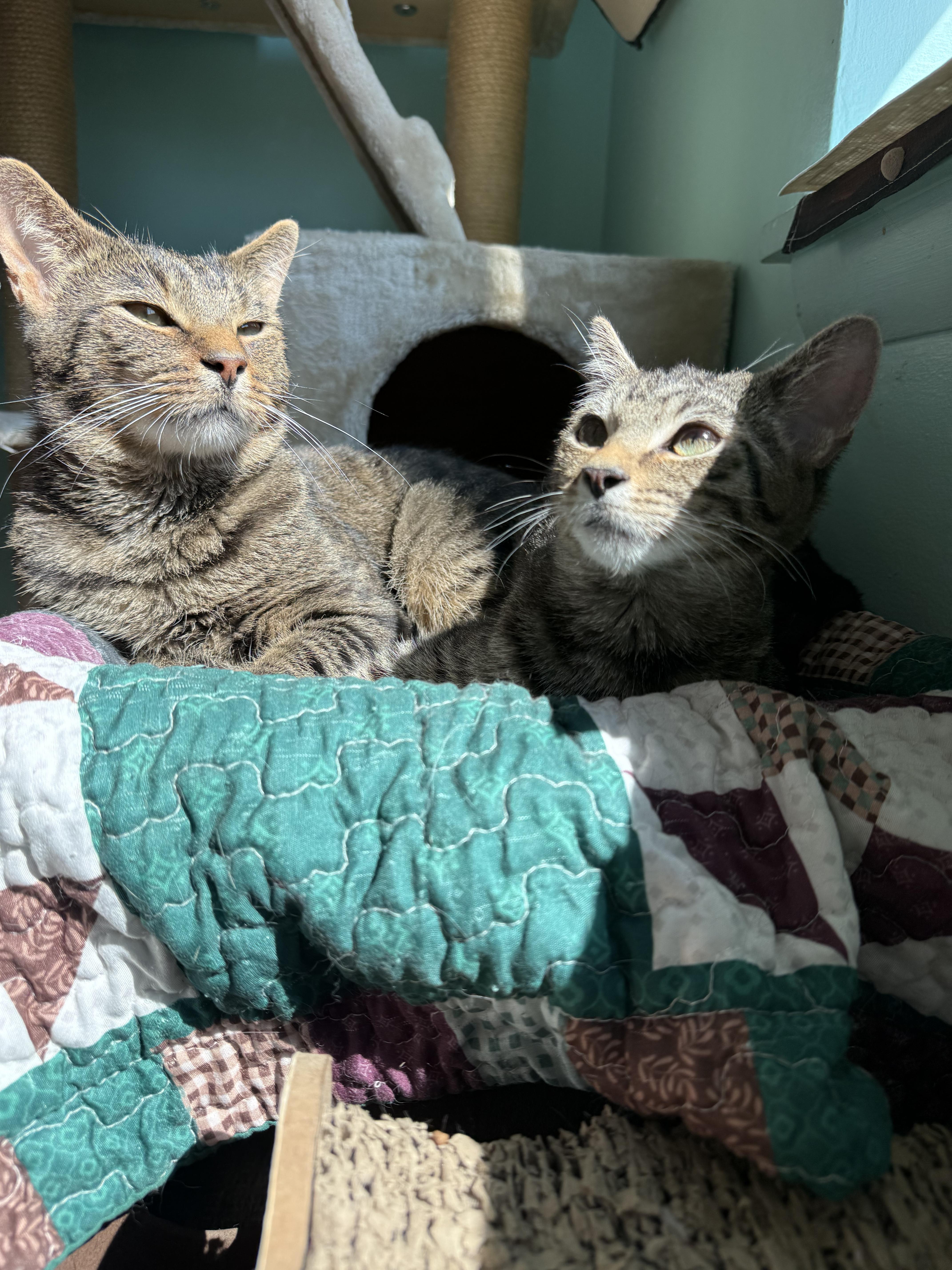 Enlarge Jack, a Adopted Domestic Short Hair in Penfield, NY image 2/5
