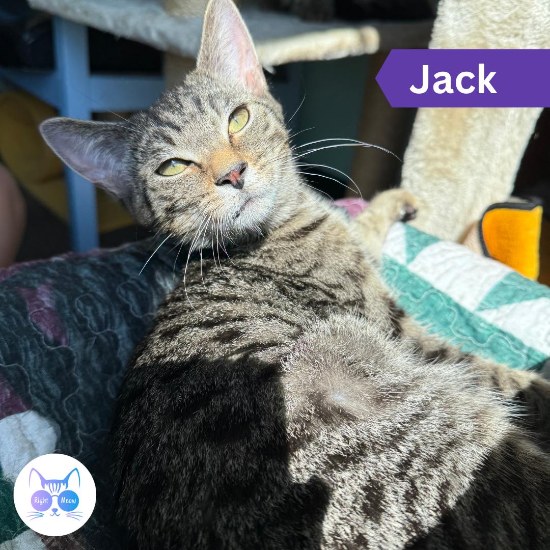 Jack, Adopted, Young Male Domestic Short Hair.