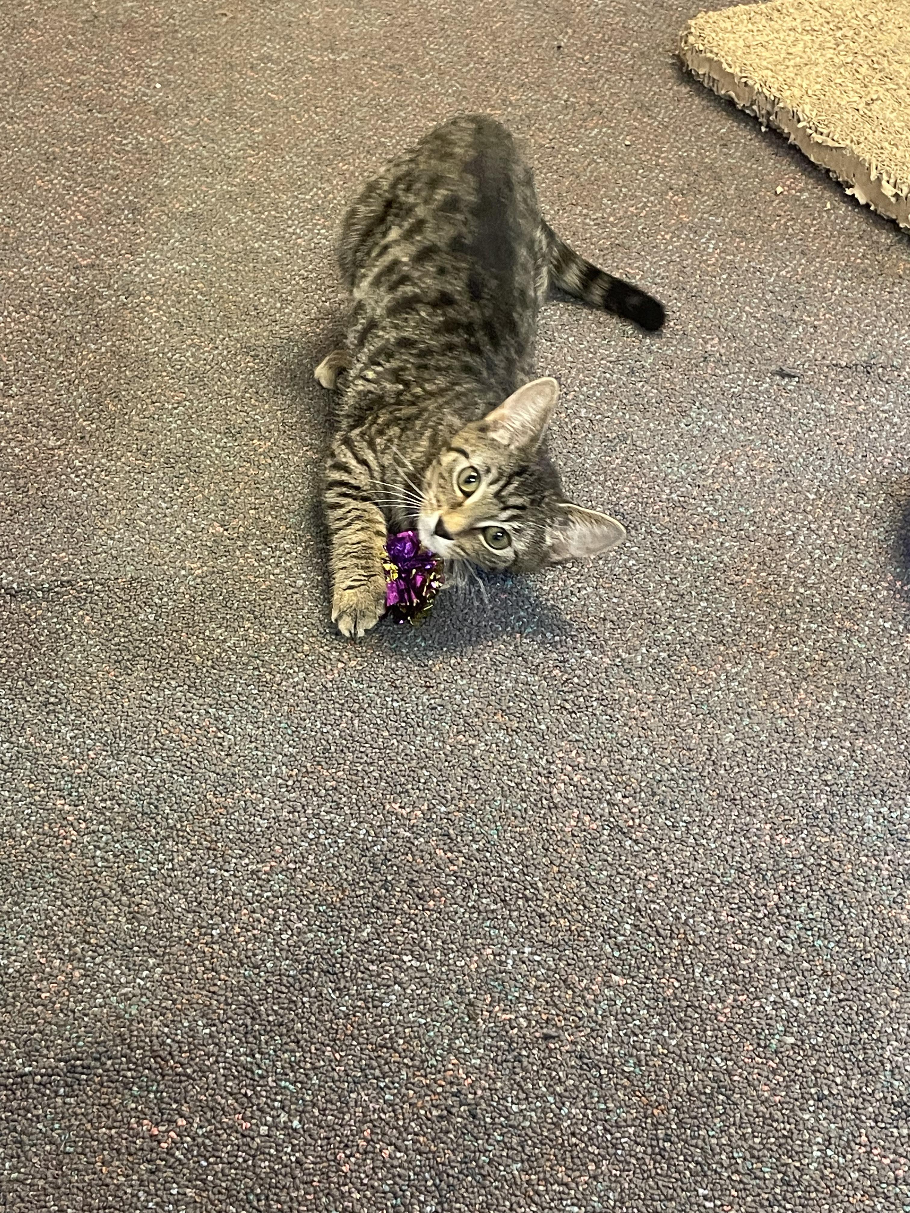 Enlarge Jack, a Adopted Domestic Short Hair in Penfield, NY image 5/5