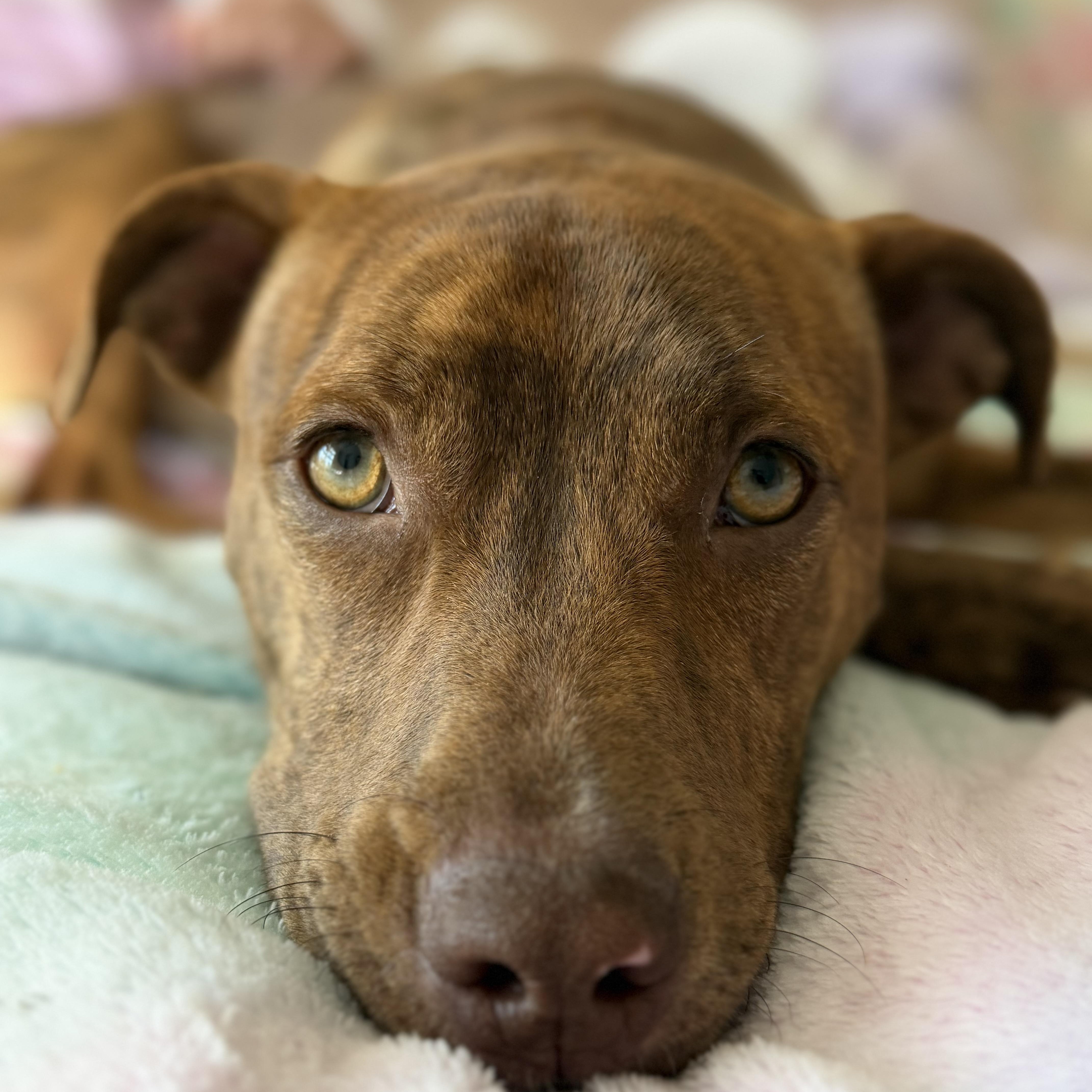 Enlarge Sierra, an adopted mixed breed in Rock Hill, SC image 2/6