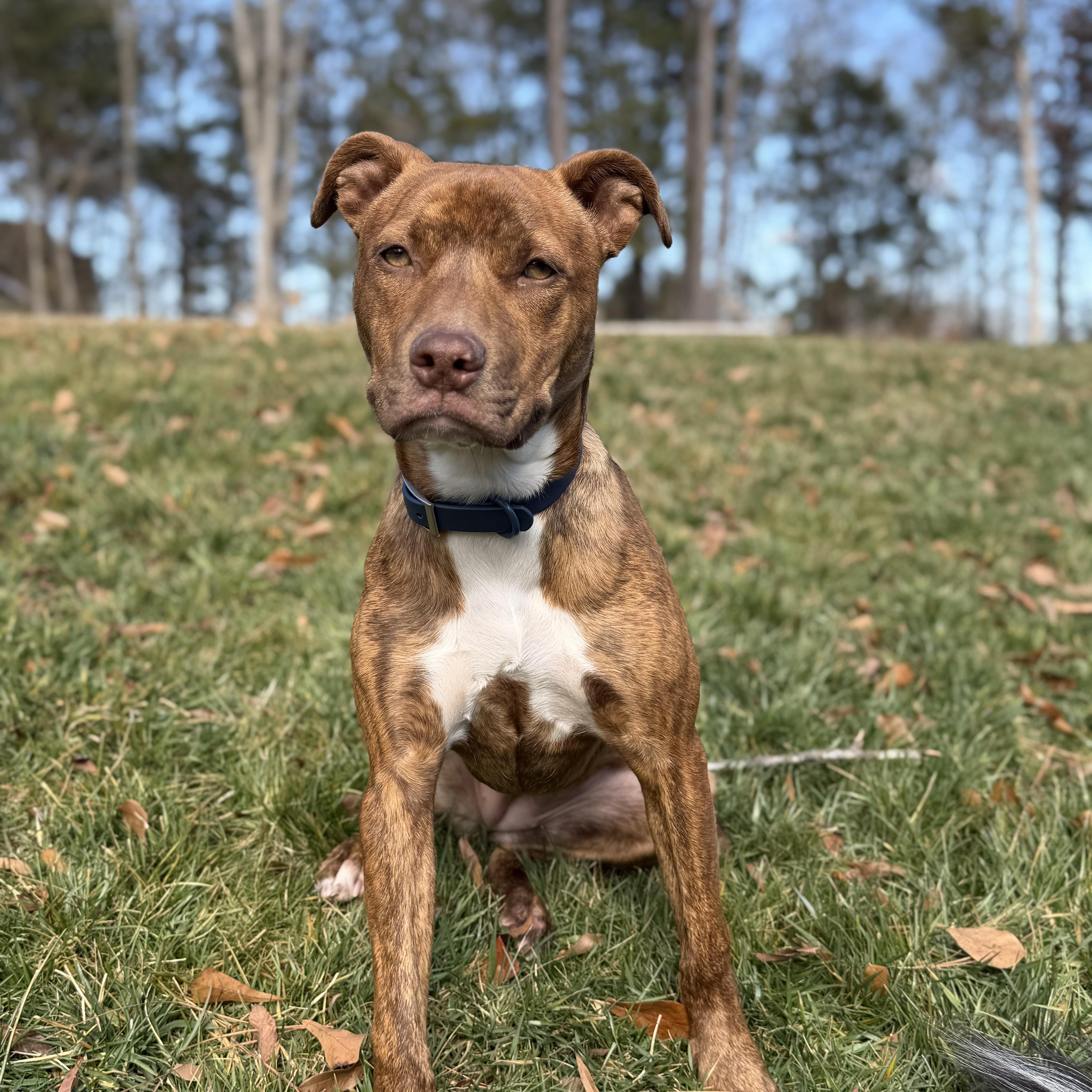 Sierra, adopted, Puppy Female Pit Bull Terrier & Mixed Breed.