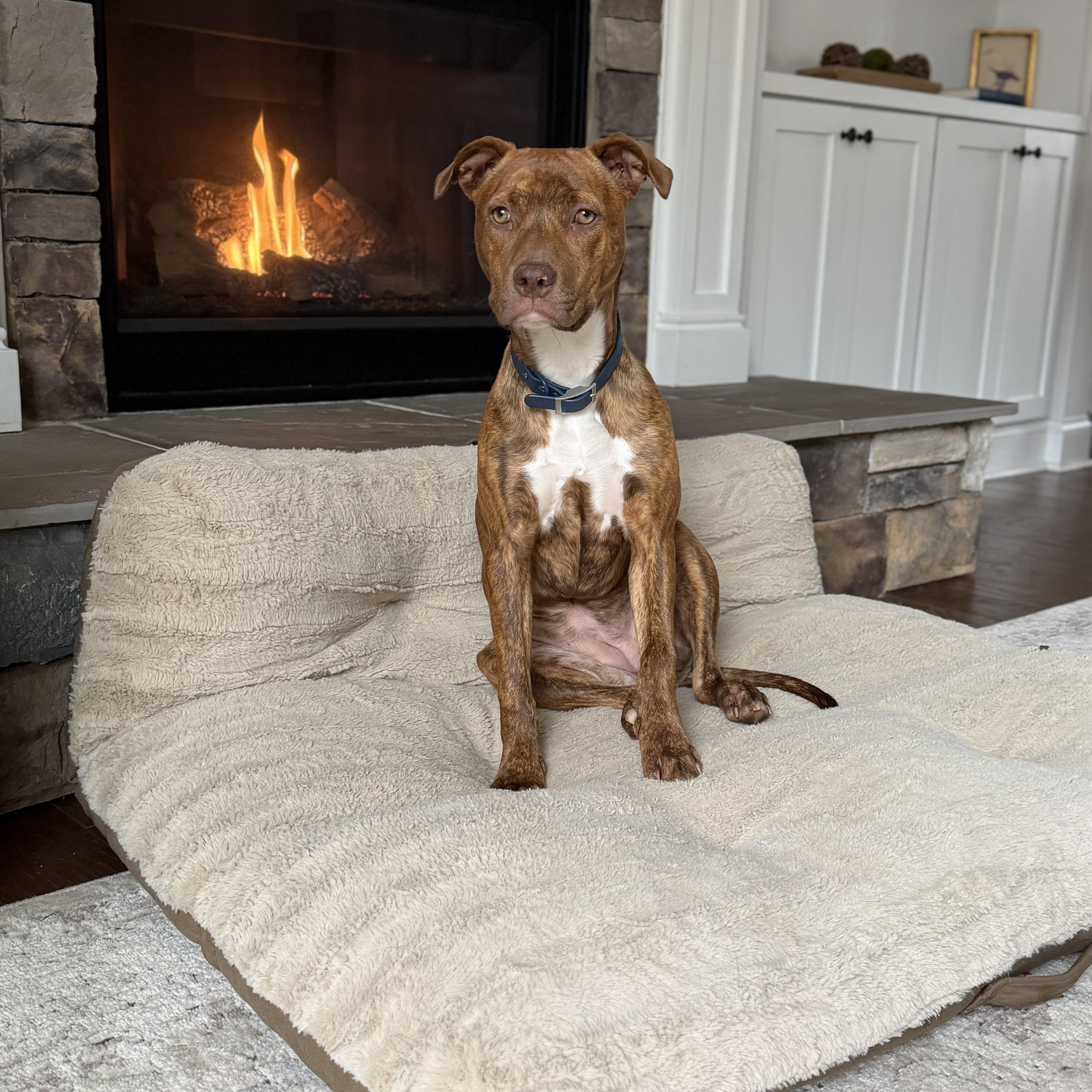 Enlarge Sierra, an adopted mixed breed in Rock Hill, SC image 3/6