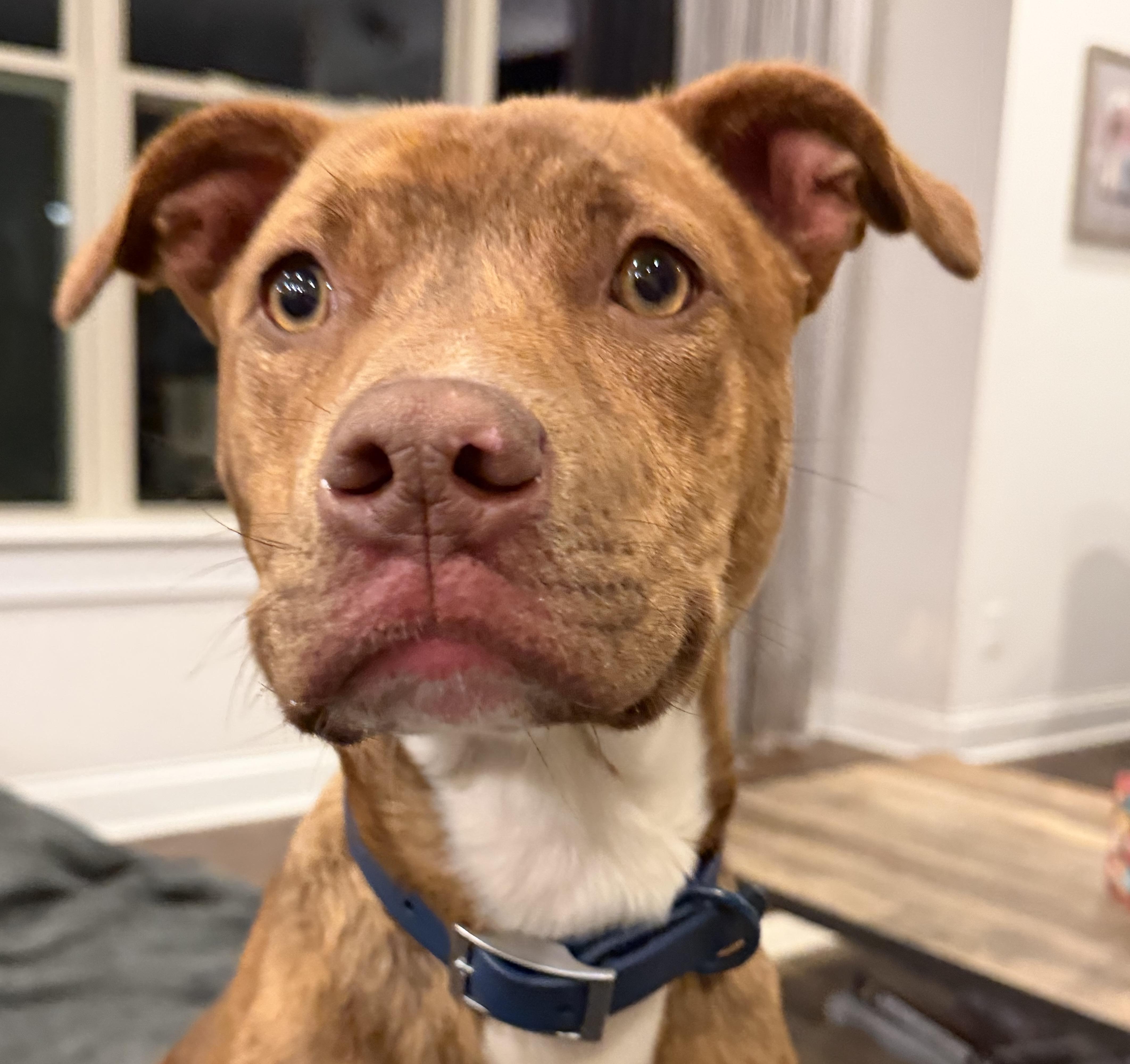 Enlarge Sierra, an adopted mixed breed in Rock Hill, SC image 5/6