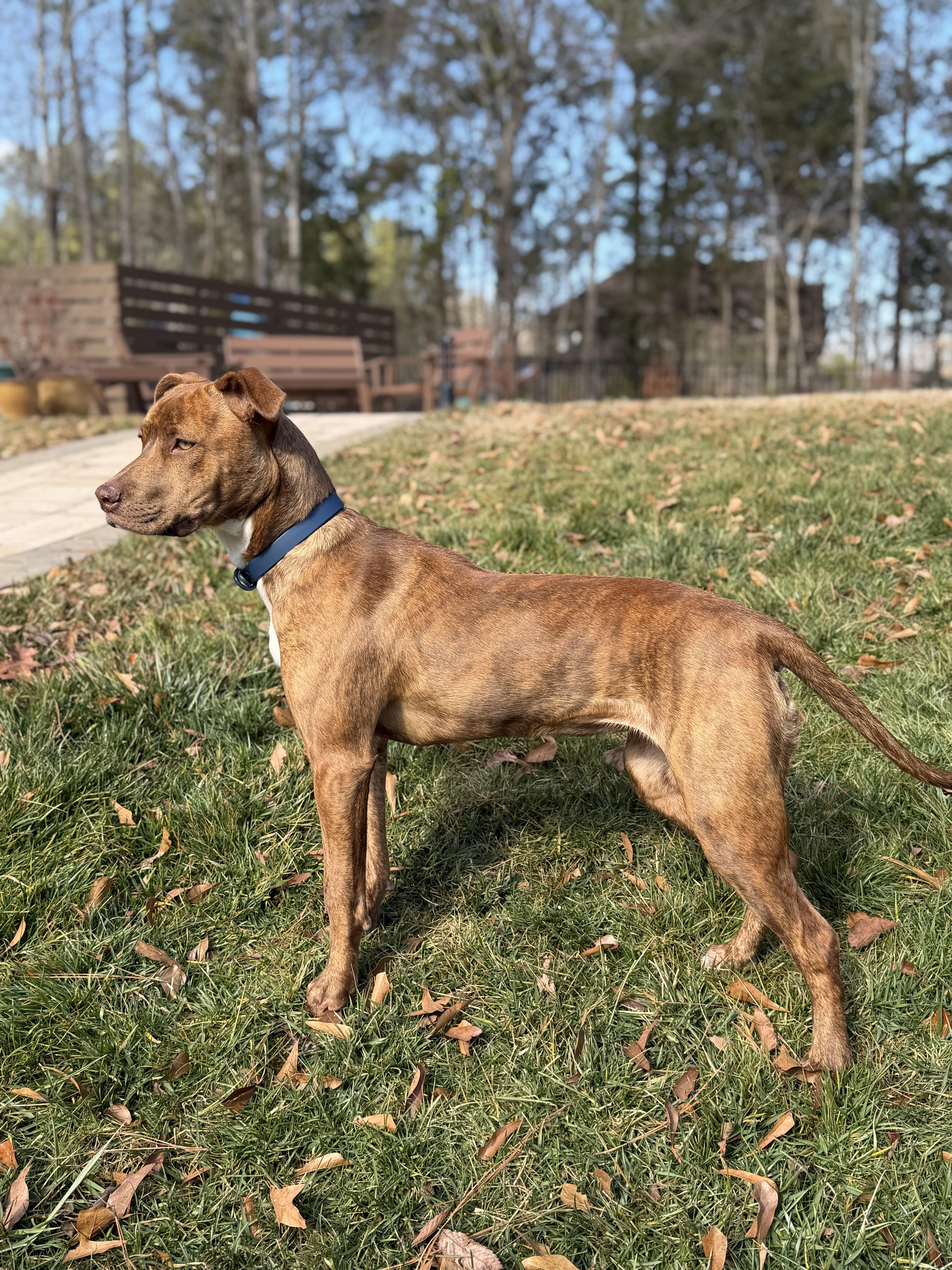 Enlarge Sierra, an adopted mixed breed in Rock Hill, SC image 6/6