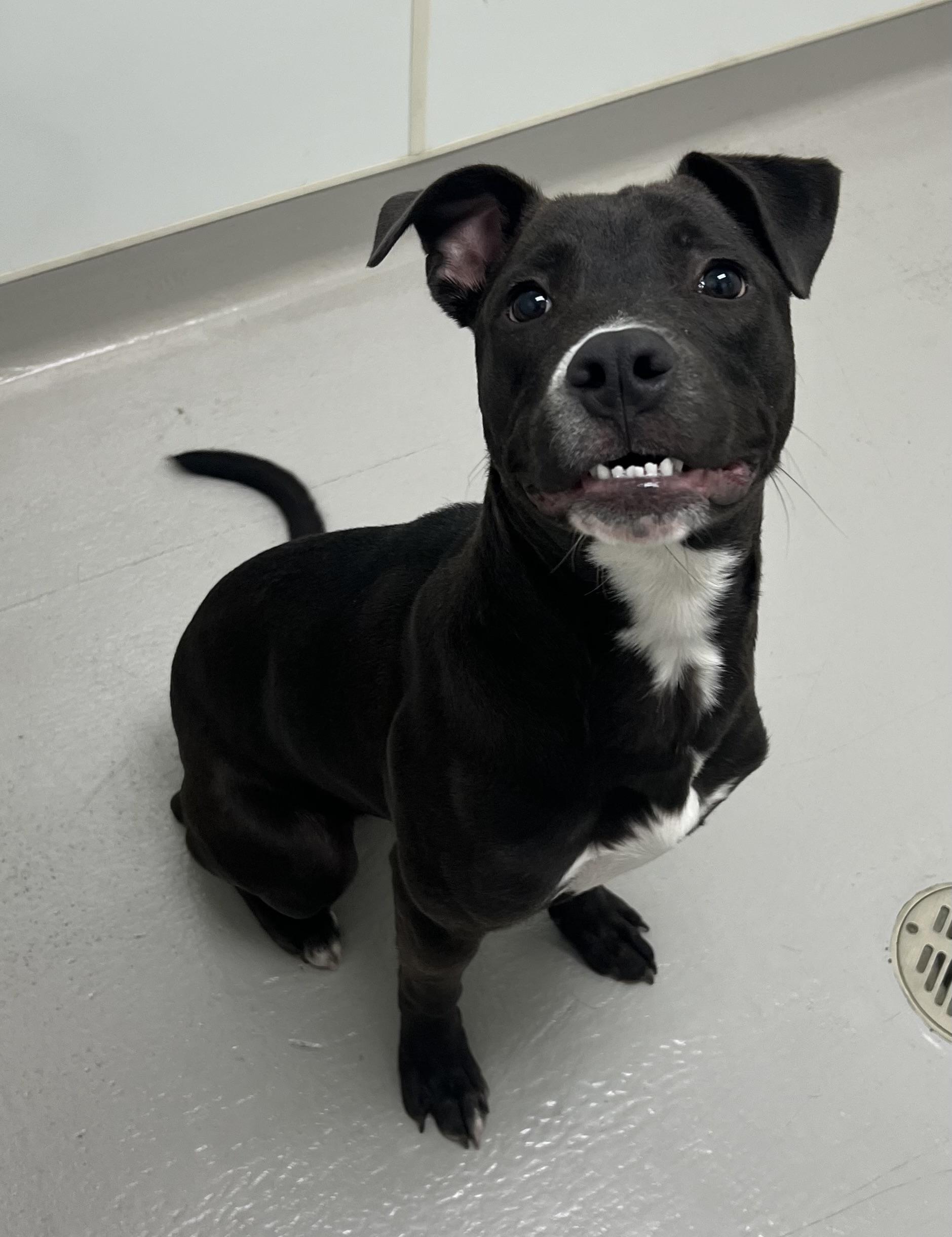 Enlarge Rascal, a ADOPTABLE mixed breed in Danville, IN image 5/5