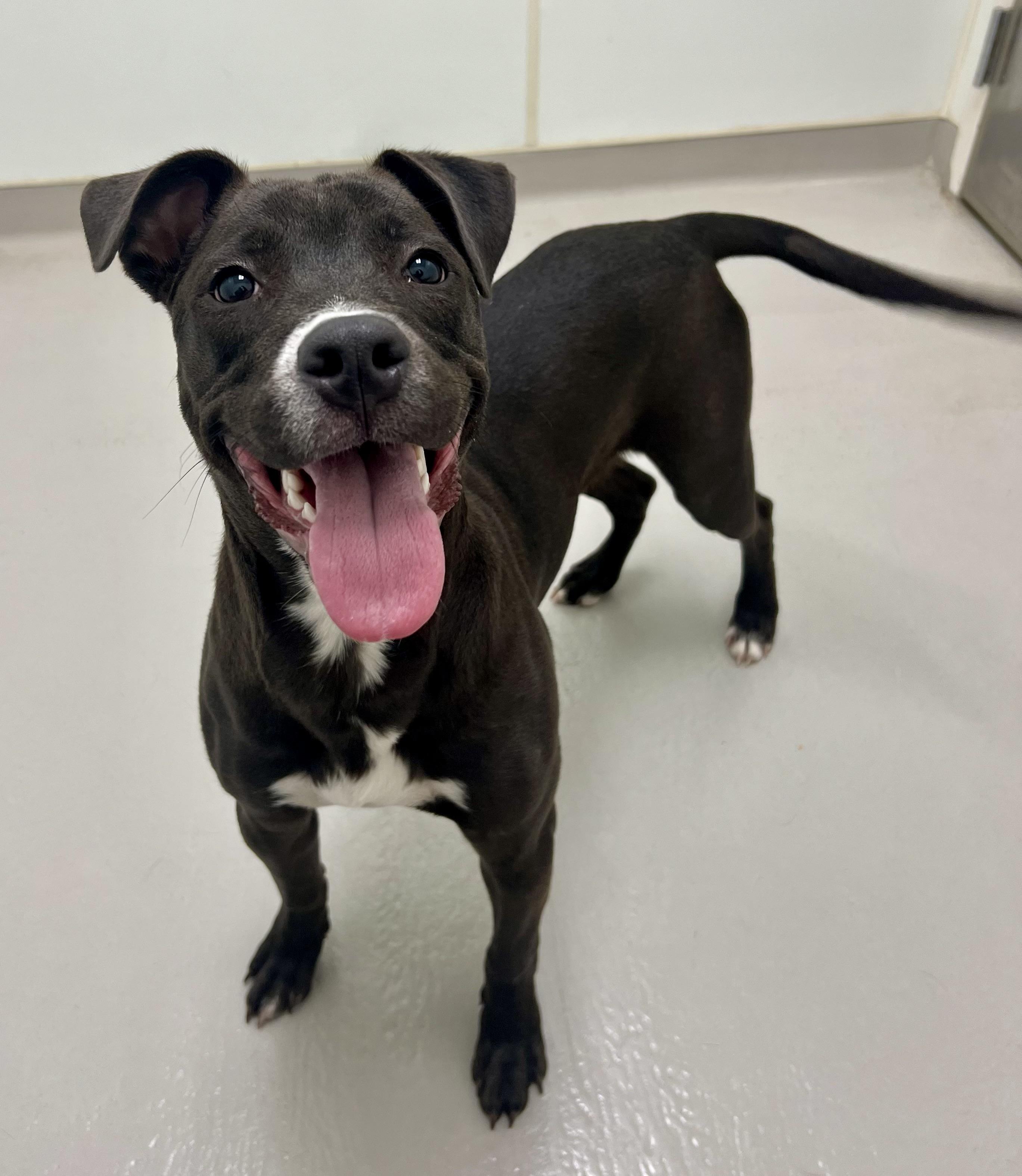 Enlarge Rascal, a ADOPTABLE mixed breed in Danville, IN image 3/5