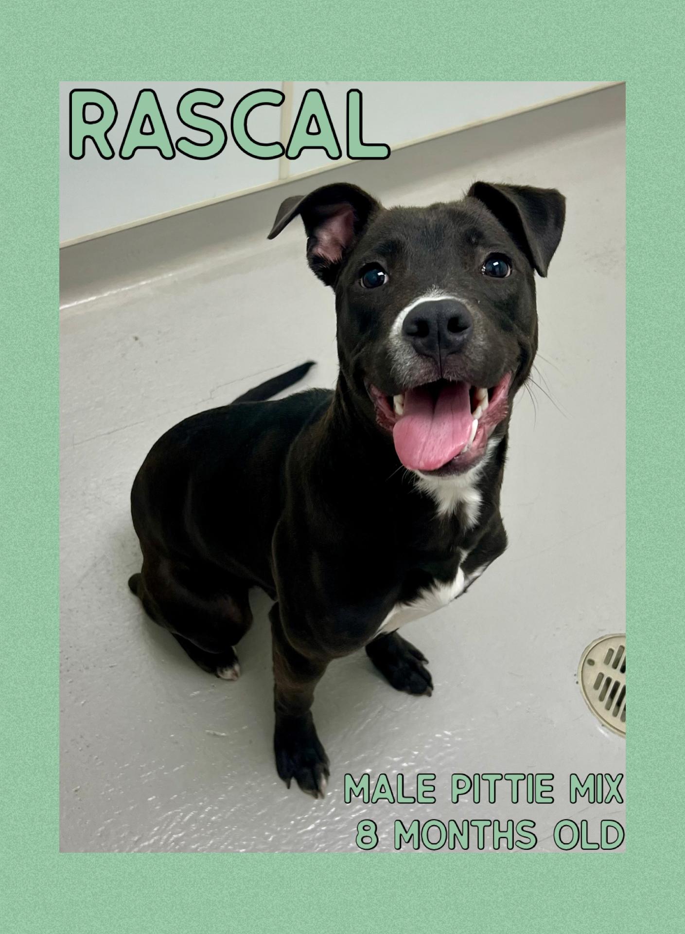 Rascal, ADOPTABLE, Young Male Pit Bull Terrier.