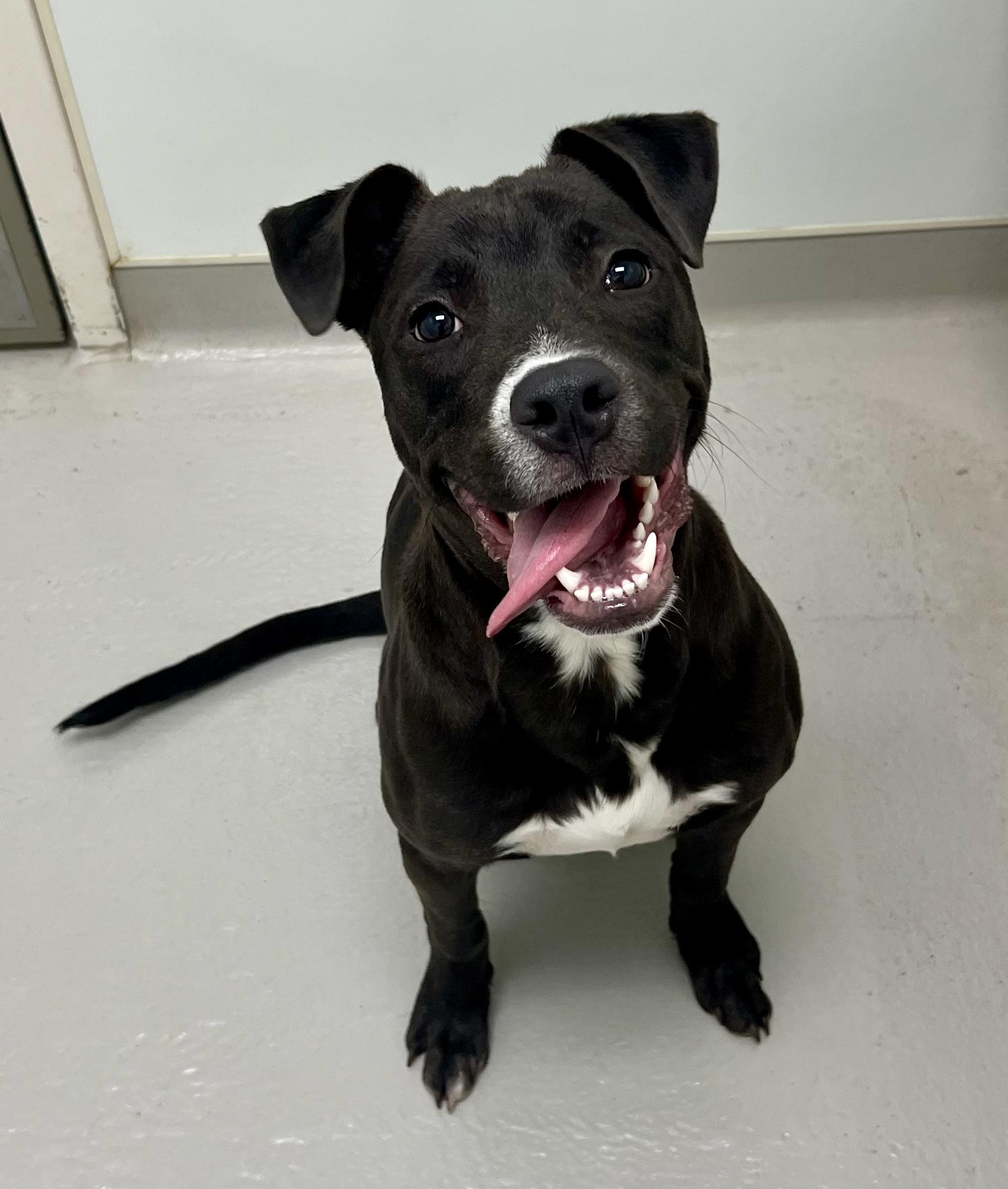 Enlarge Rascal, a ADOPTABLE mixed breed in Danville, IN image 4/5
