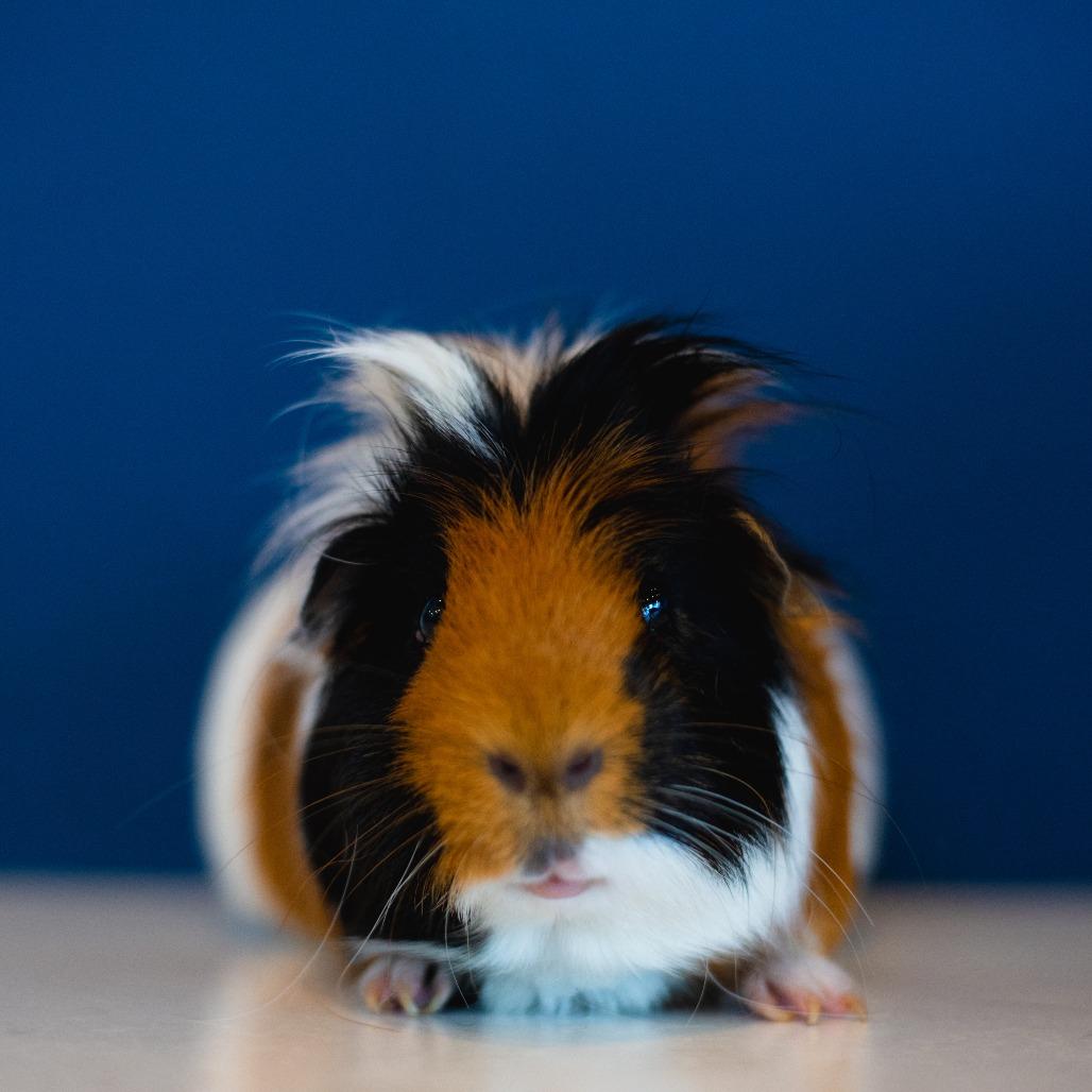 Enlarge Kip, a Adoptable Guinea Pig in Warwick, RI image 1/3