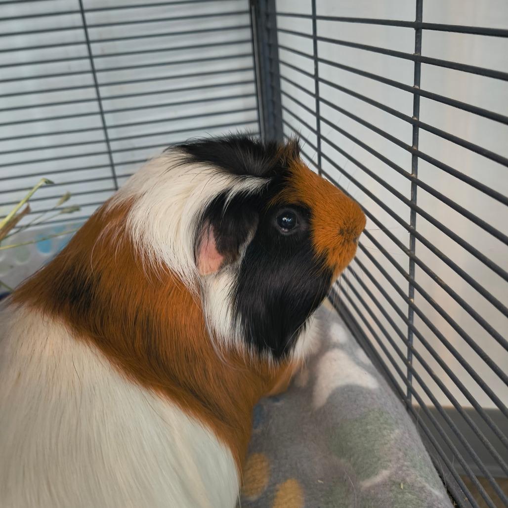 Enlarge Kip, a Adoptable Guinea Pig in Warwick, RI image 2/3