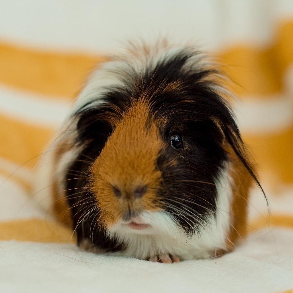 Enlarge Kip, a Adoptable Guinea Pig in Warwick, RI image 3/3